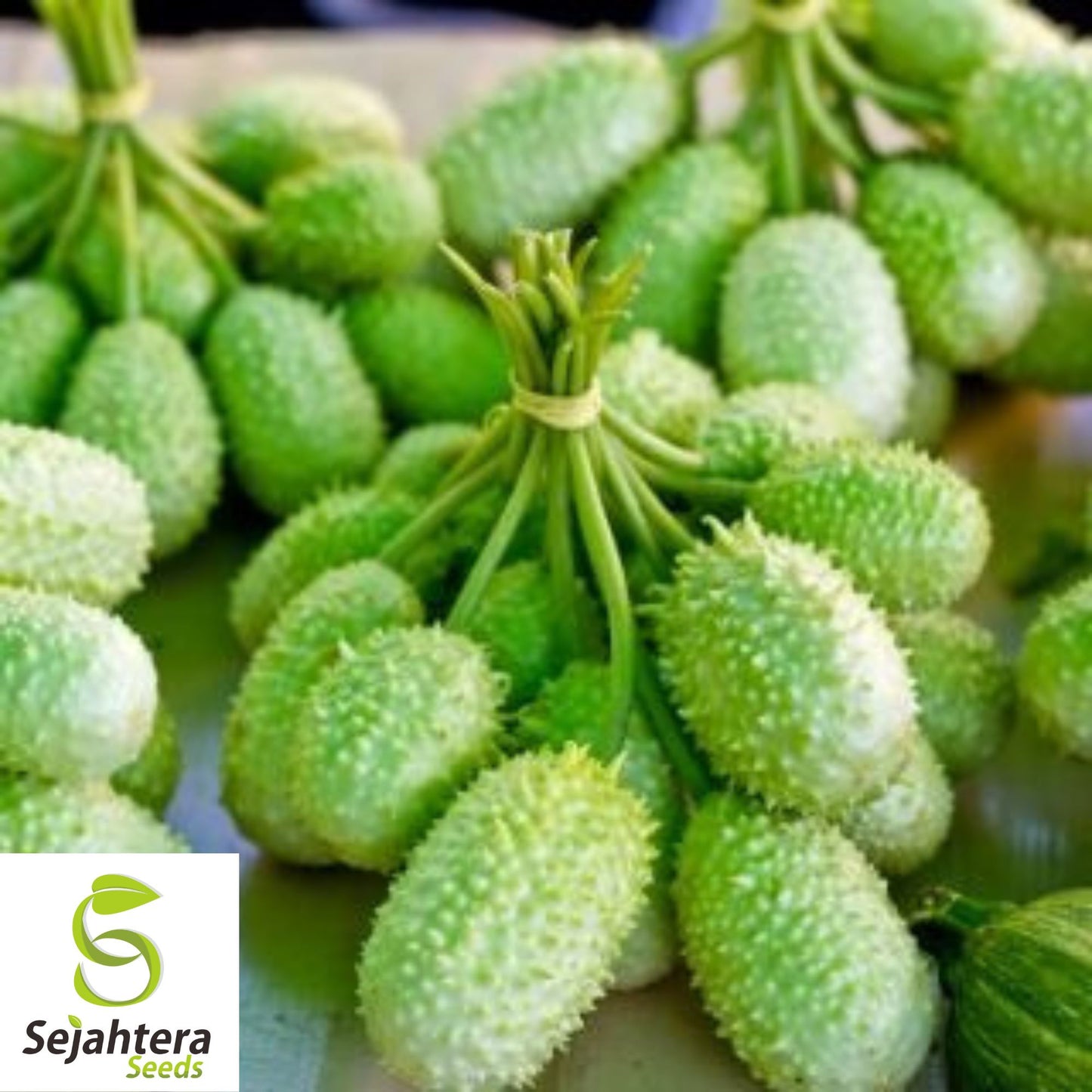 Wild Cucumber Seeds {Cucumis dipsaceus} Fruiting Vine 10 Seeds | Free U.S. Shipping