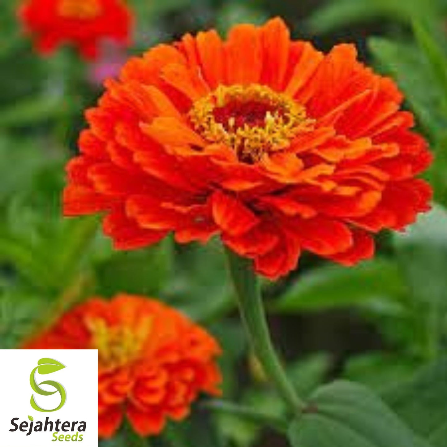 Zinnia elegans "Orange King" Seeds {25+ Seeds} Florist Choice!