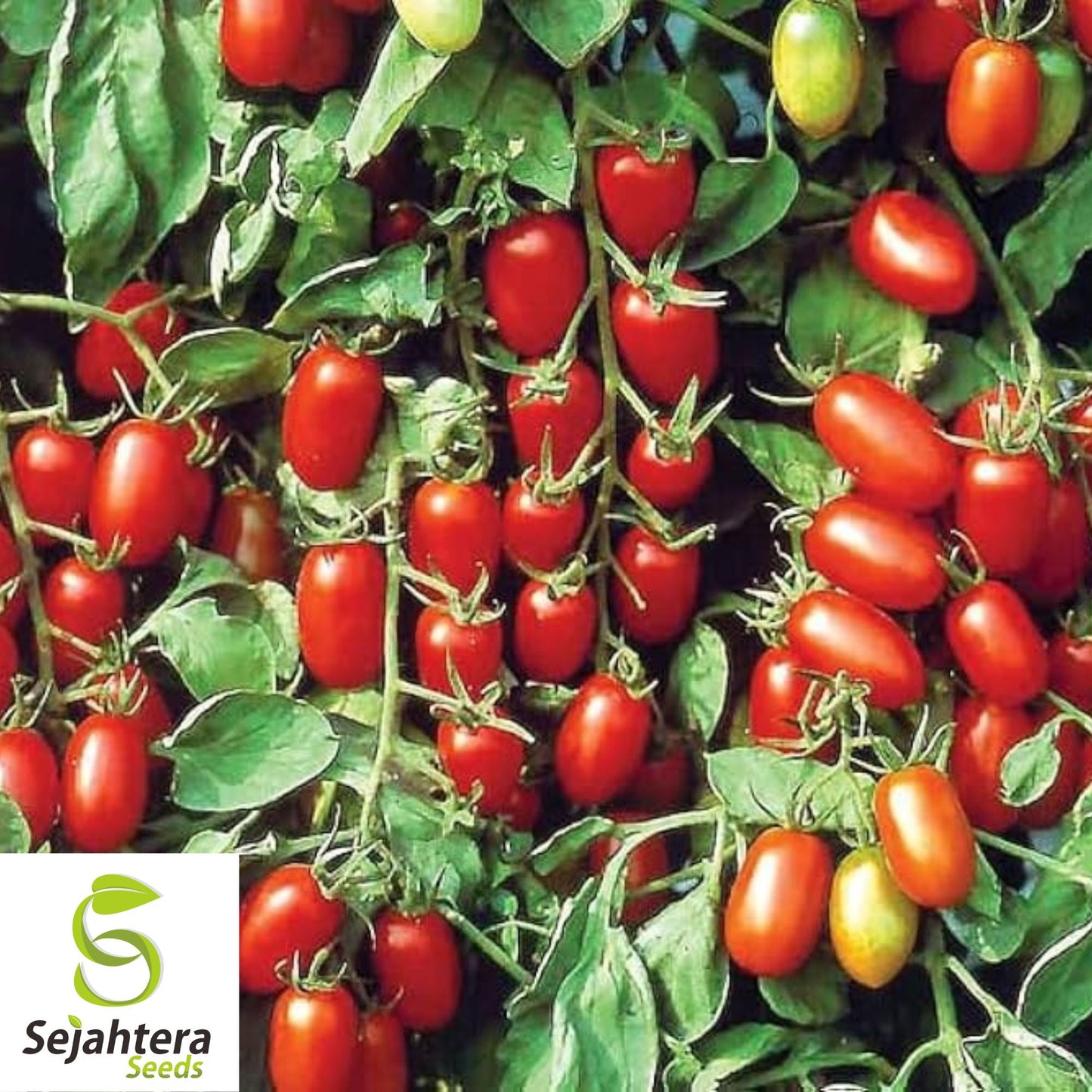 30 Baby Roma Tomato Seeds - Non-GMO, Sweet & Juicy Snack-Size Variety