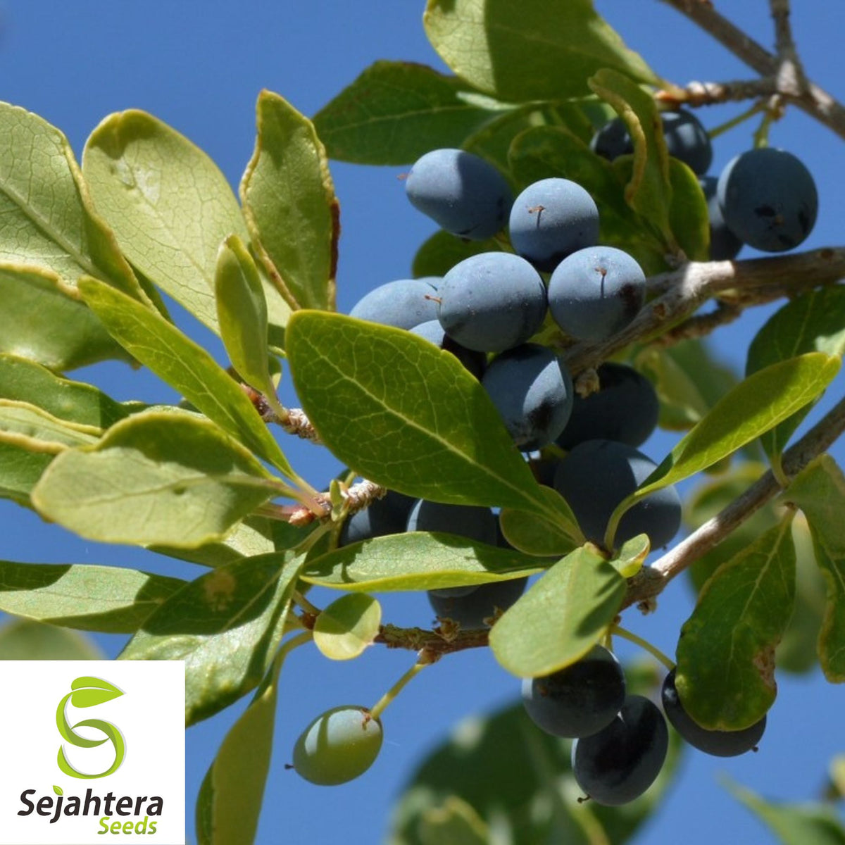 Organic Wild Olive Seeds {Forestiera p.} Fragrant | High Yield | 5 Seeds