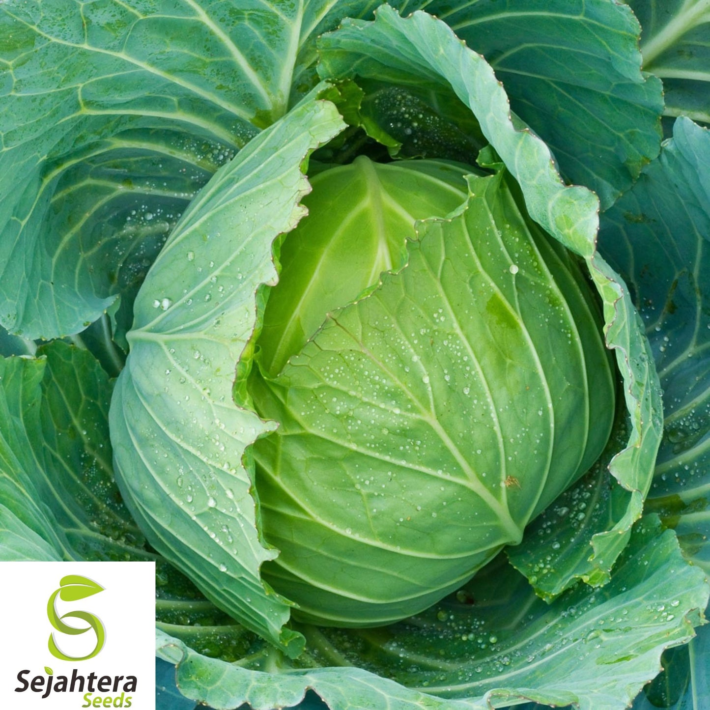 400+ Danish Ballhead Cabbage Seeds - Heirloom, Non-GMO, Fresh & High-Yield Variety