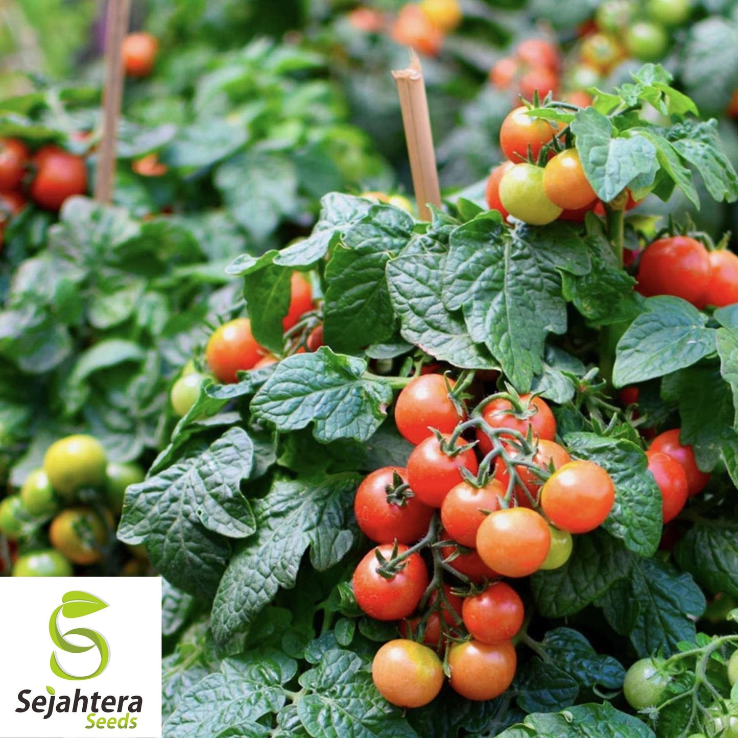 30 Tiny Tim Micro Dwarf Tomato Seeds - Non-GMO, Compact & Juicy