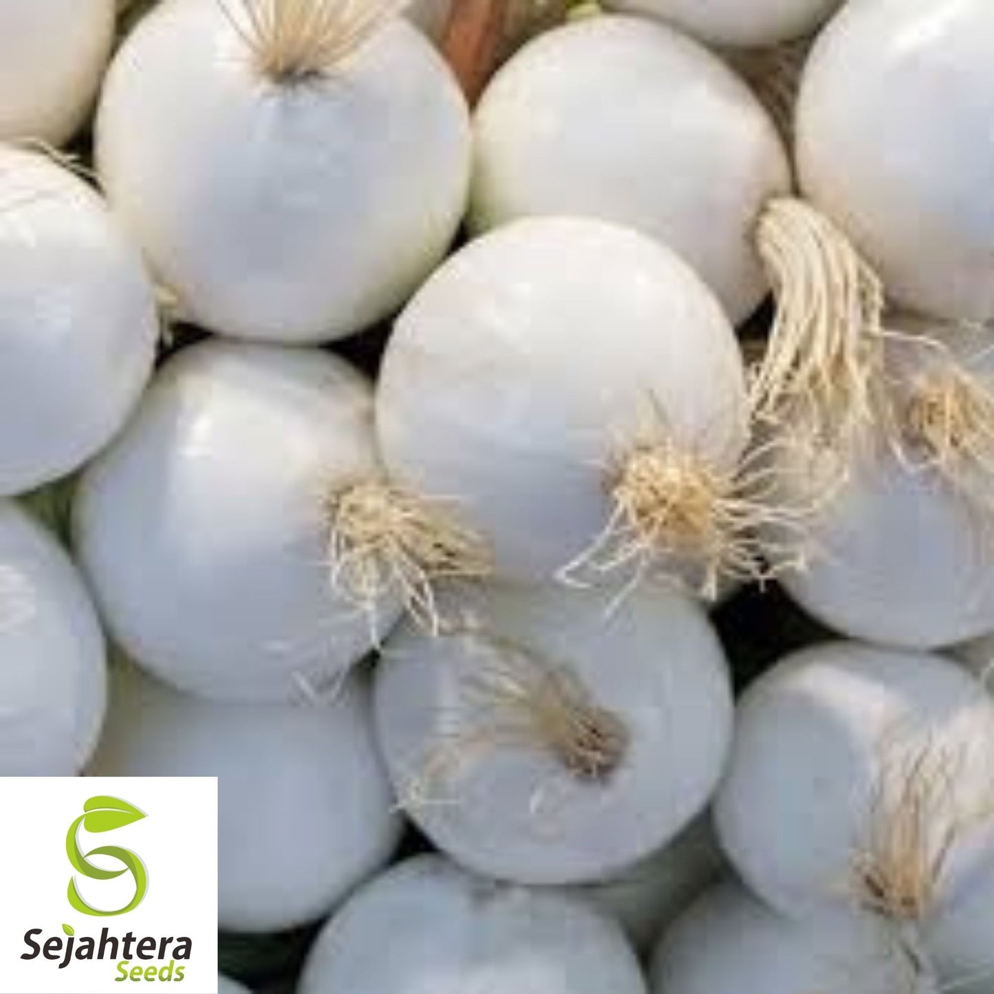Onion White Spanish Seeds 250+ | Sweet Mild Vegetable Garden NON-GMO USA