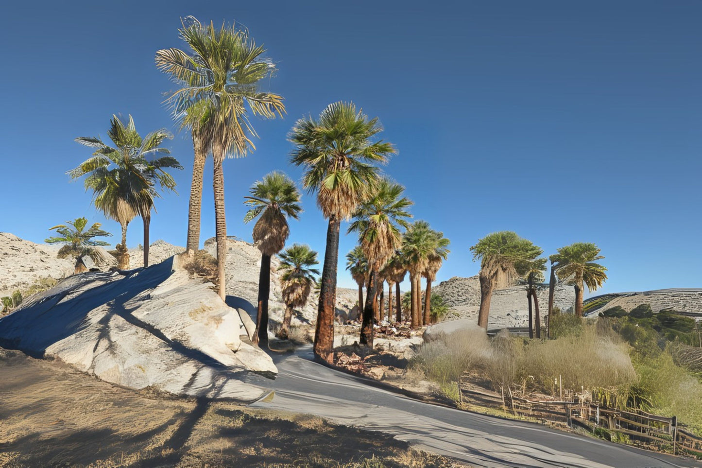 California Fan Palm Desert Palm (Washingtonia filifera)