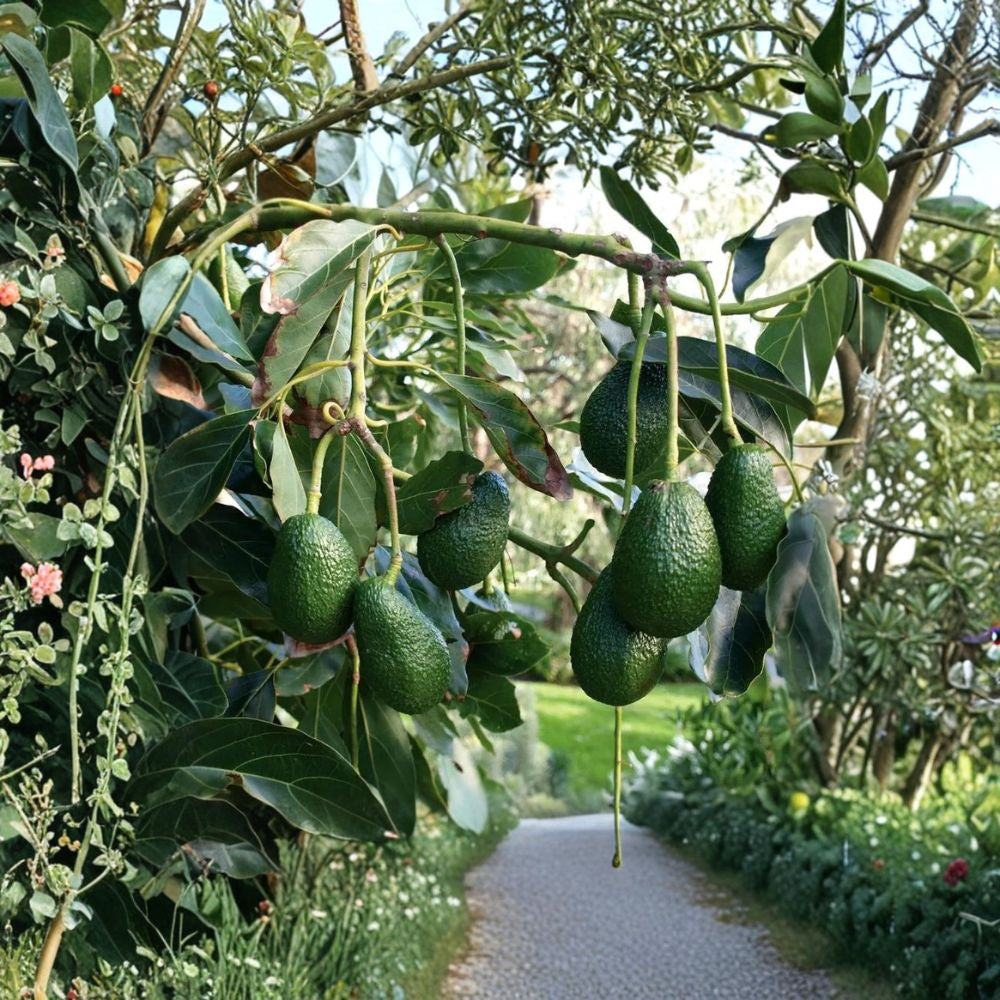 Hass Avocado Seedling – Persea americana Live Rooted Plant | Ready to Plant | Tropical Fruit Tree Starter Home Garden Favorite | Creamy Classic Variety | Beginner Friendly