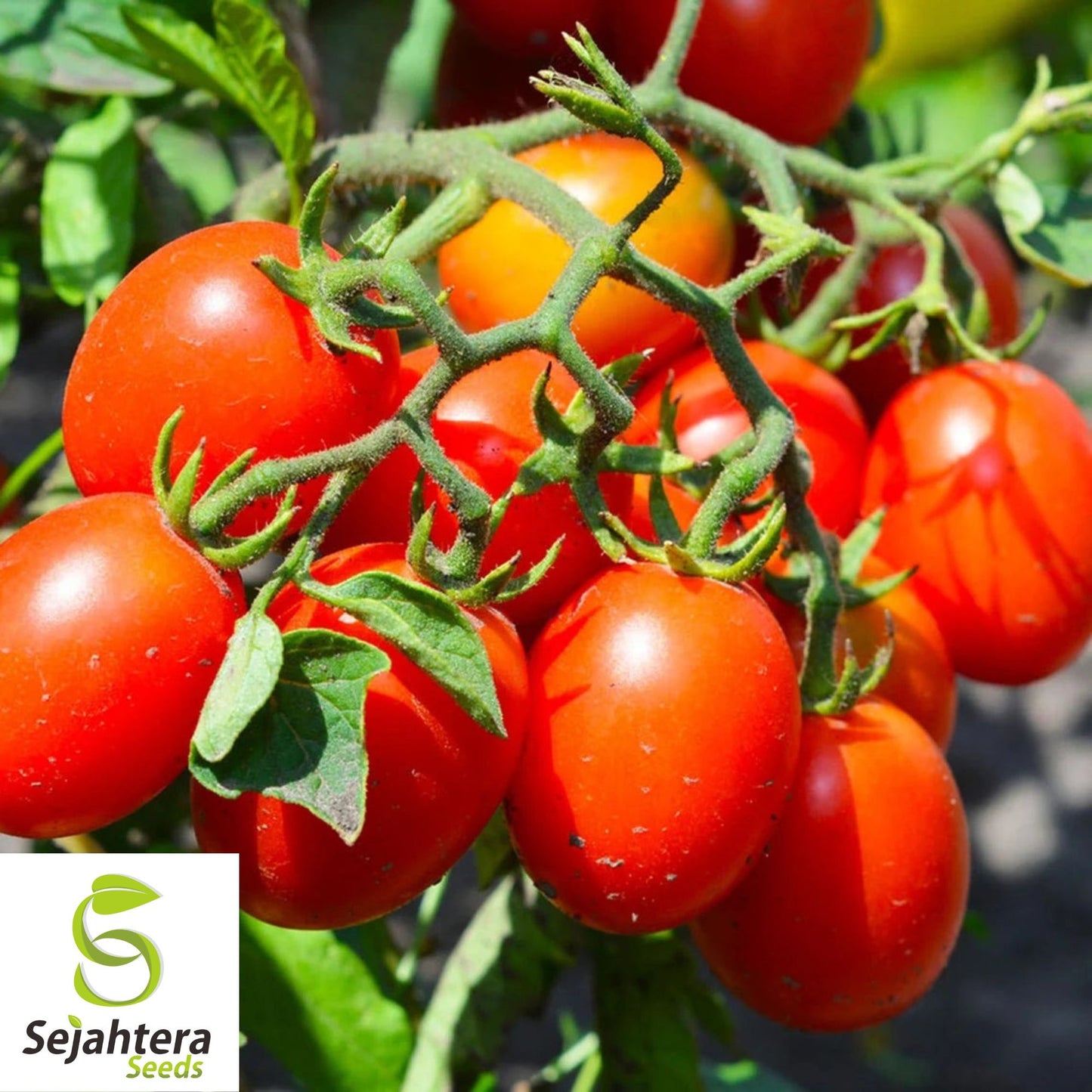 30 Baby Roma Tomato Seeds - Non-GMO, Sweet & Juicy Snack-Size Variety