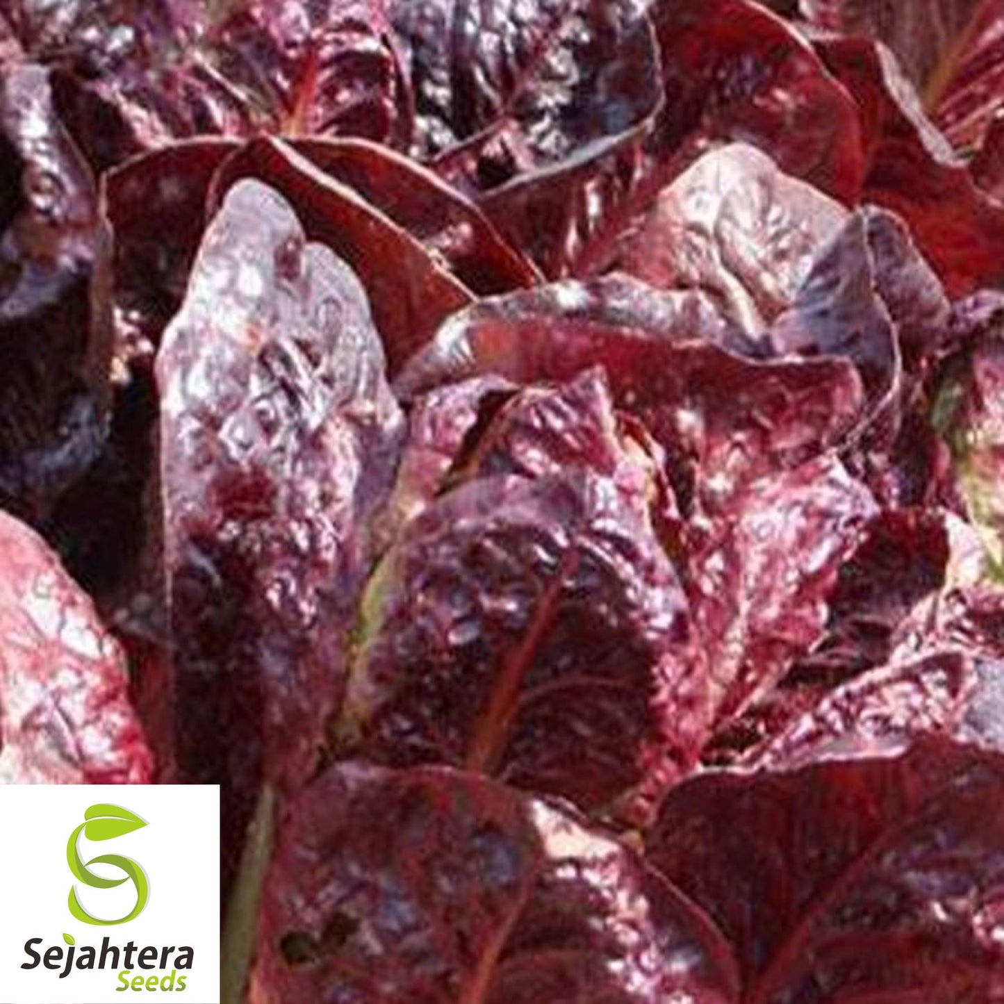 Red Romaine Lettuce Seeds - 1000+ Heirloom, Organic, Non-GMO & Fresh