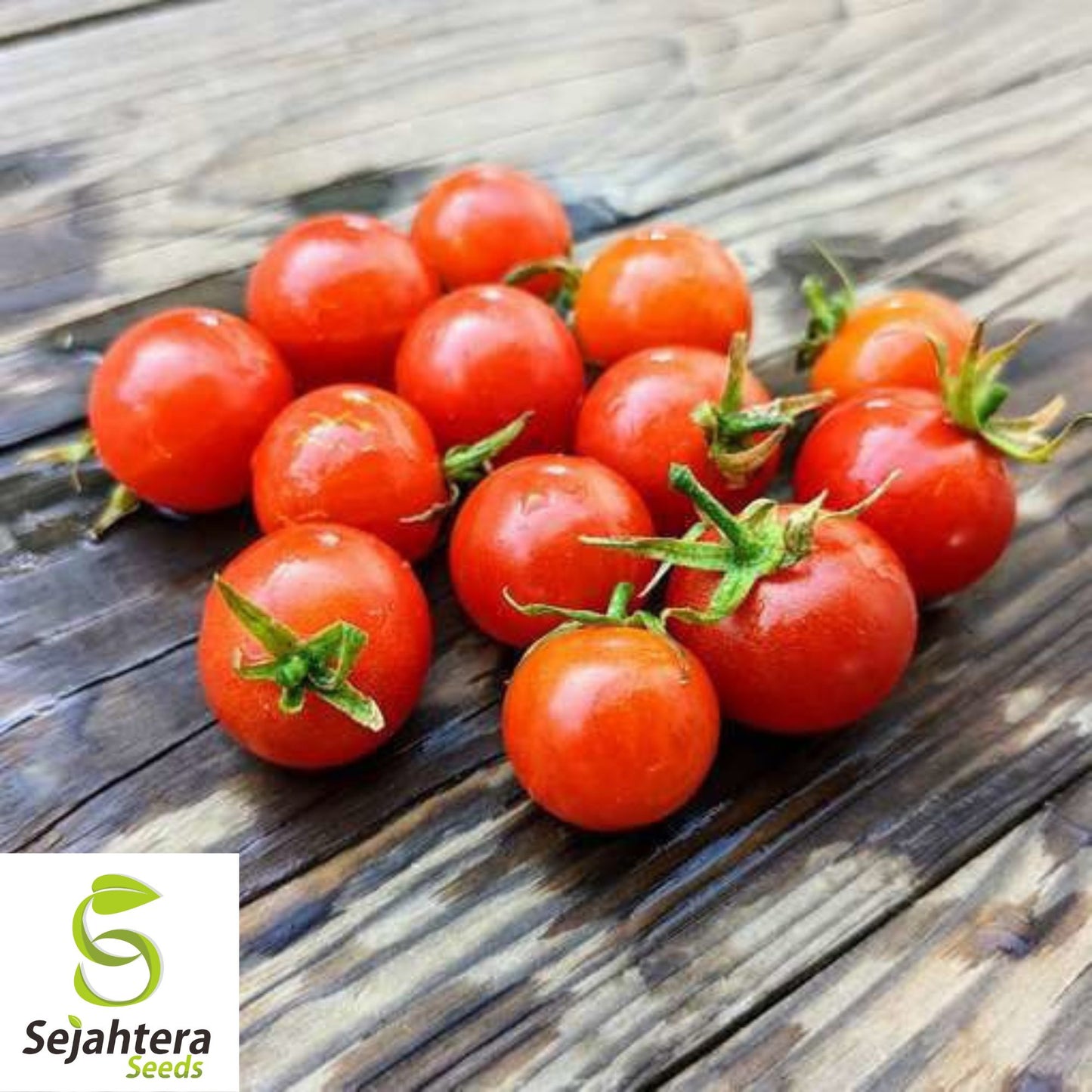 30 Tiny Tim Micro Dwarf Tomato Seeds - Non-GMO, Compact & Juicy