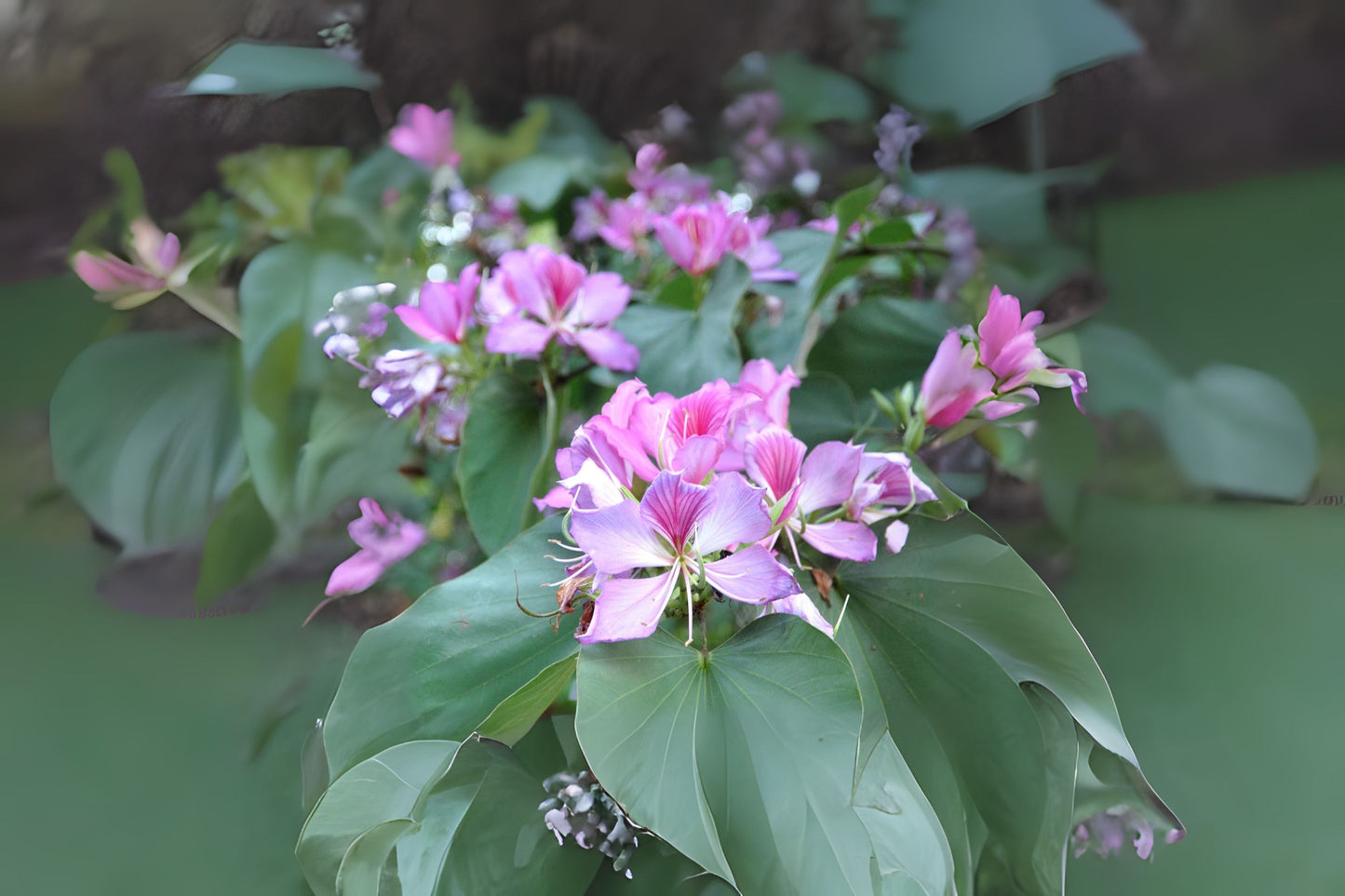 Mountain Ebony Tree (Bauhinia variegata)