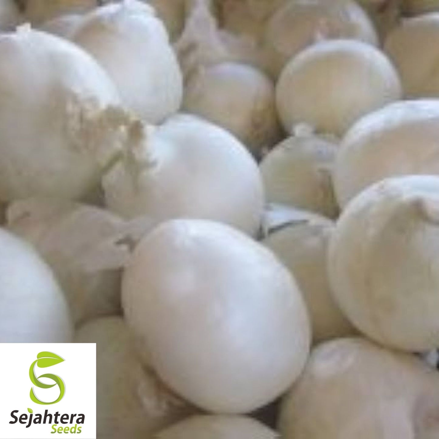 Onion White Spanish Seeds 250+ | Sweet Mild Vegetable Garden NON-GMO USA
