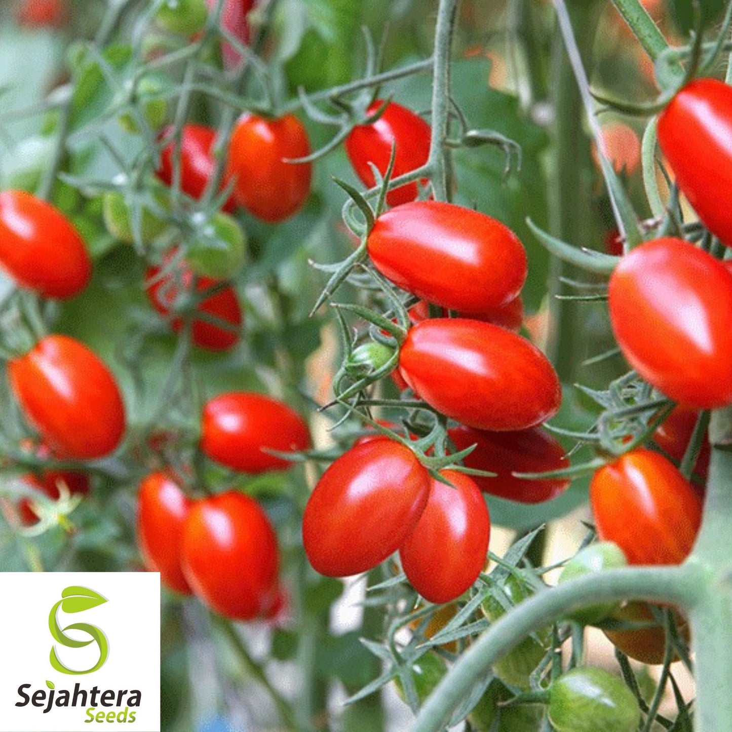30 Baby Roma Tomato Seeds - Non-GMO, Sweet & Juicy Snack-Size Variety