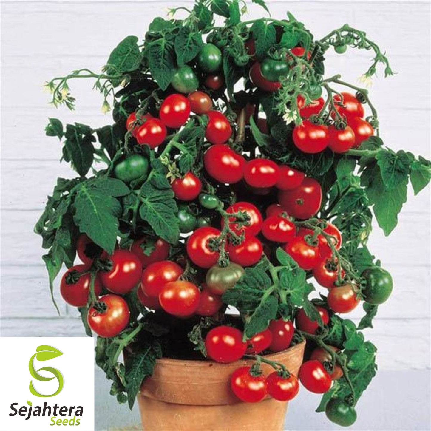 30 Tiny Tim Micro Dwarf Tomato Seeds - Non-GMO, Compact & Juicy