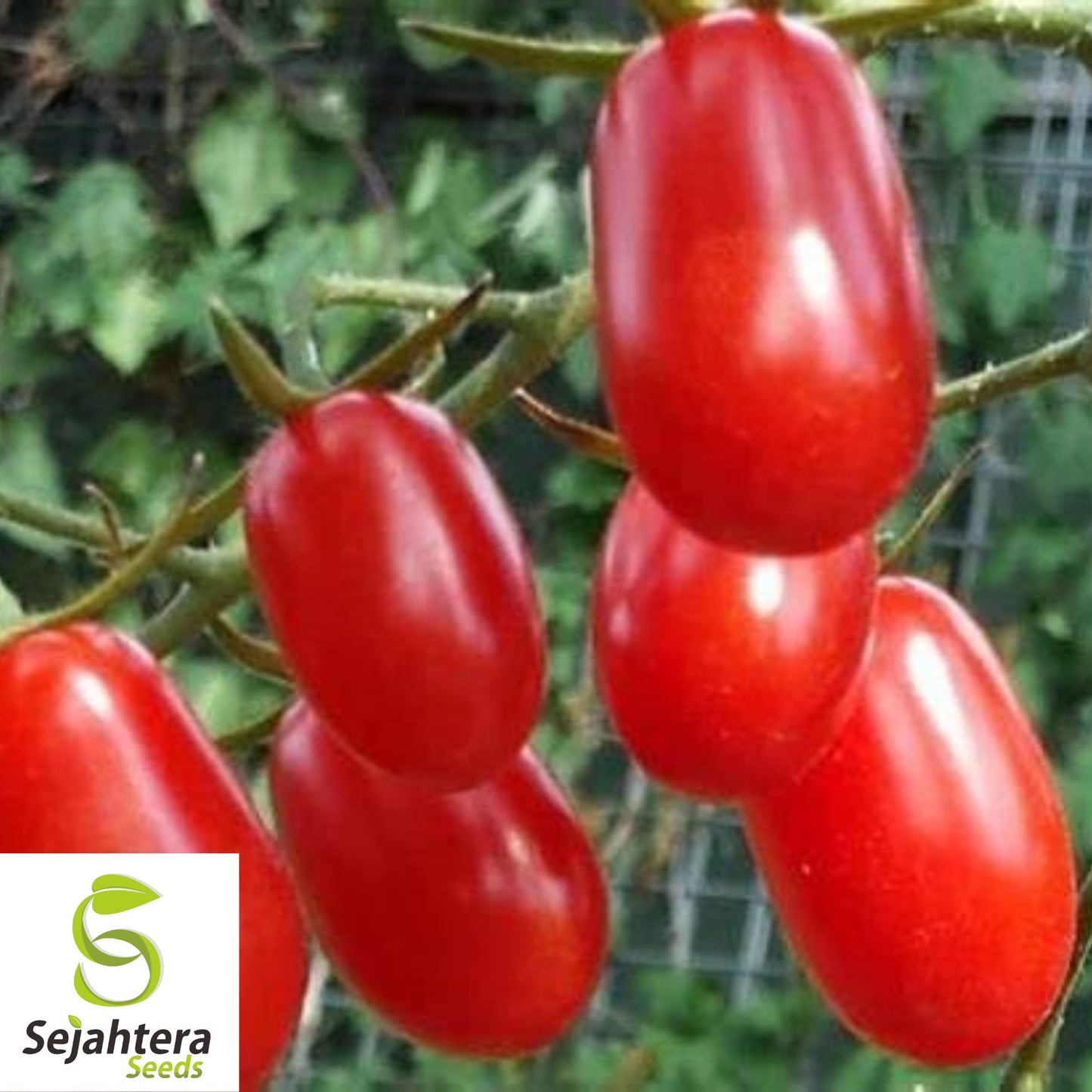 30 Baby Roma Tomato Seeds - Non-GMO, Sweet & Juicy Snack-Size Variety