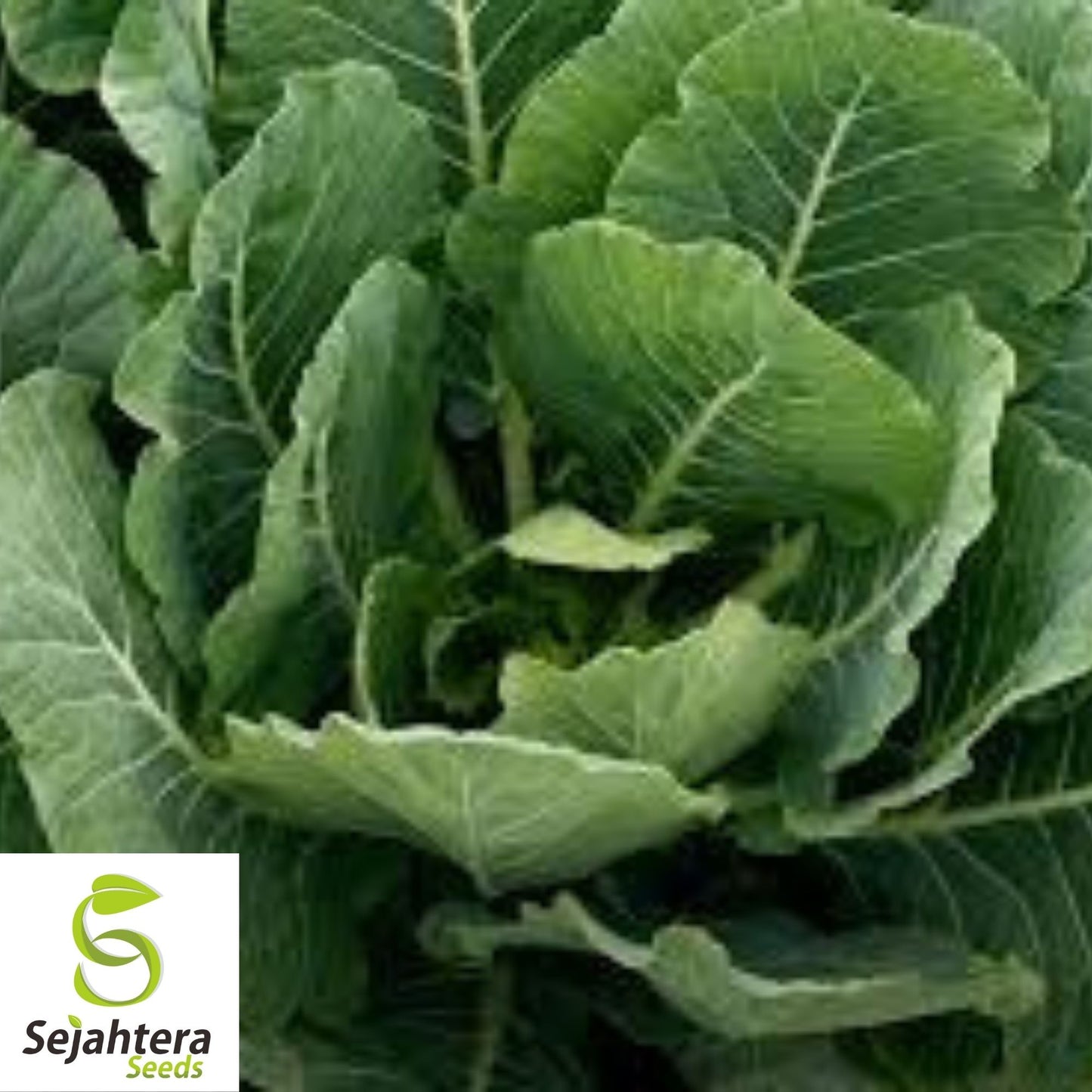 Morris Heading Collard Seeds 300+ | NON-GMO Greens Vegetable Garden USA