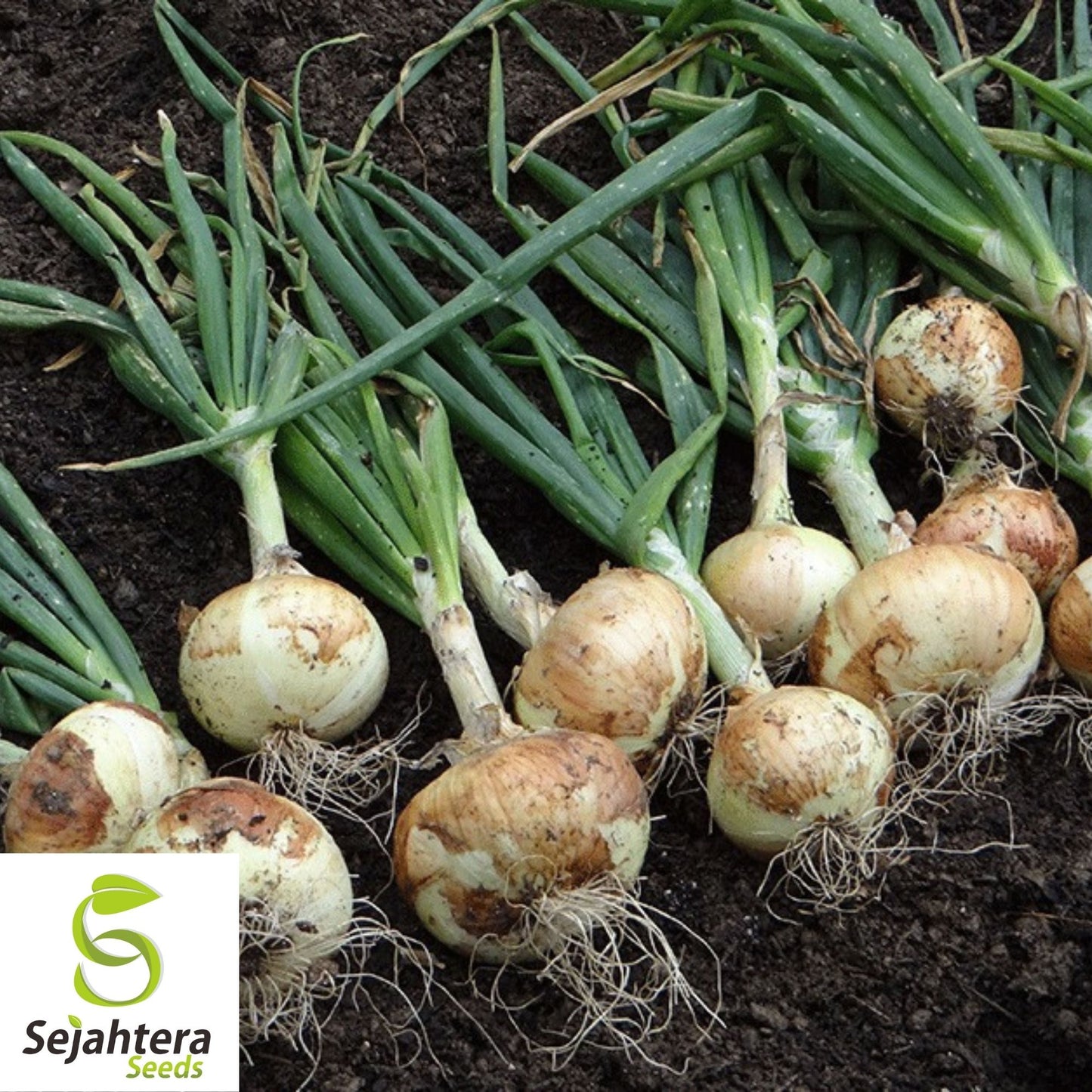 Onion White Spanish Seeds 250+ | Sweet Mild Vegetable Garden NON-GMO USA