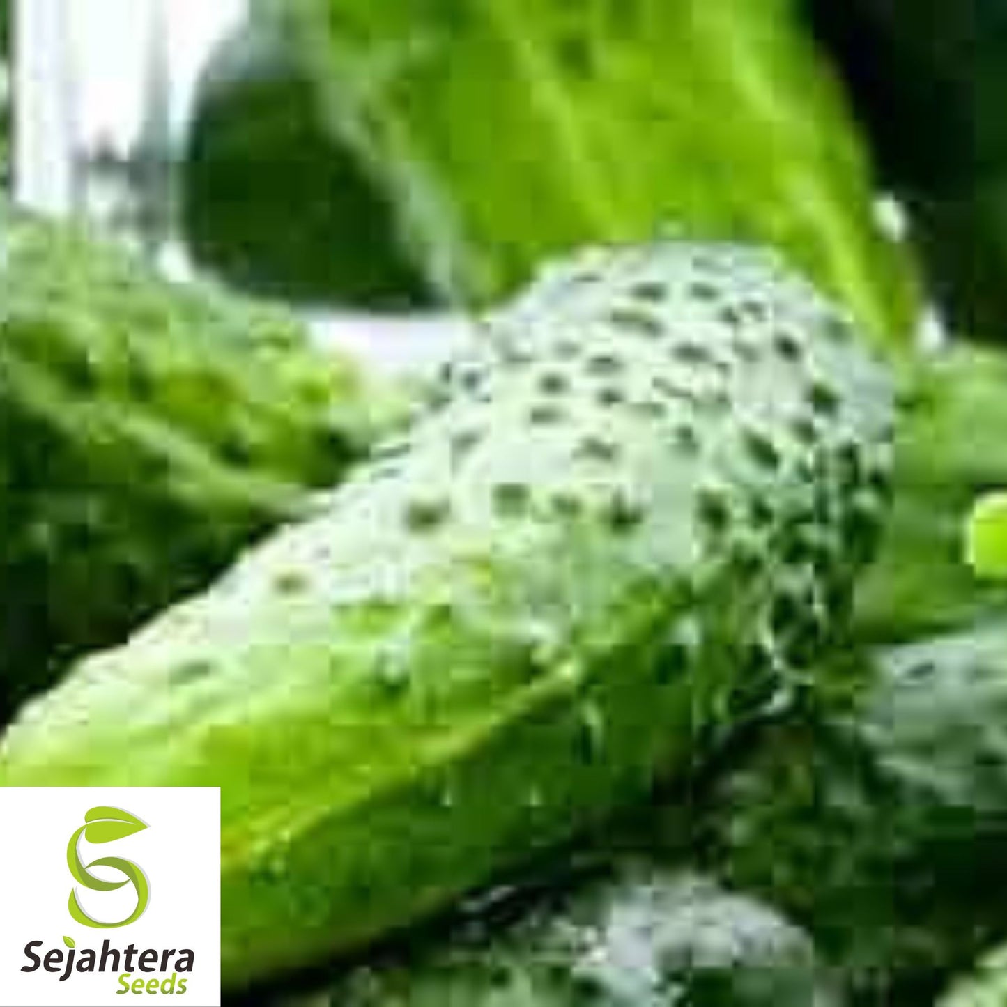 Boston Pickling Cucumber Seeds - 100+ Organic Heirloom - Crisp & Non-GMO