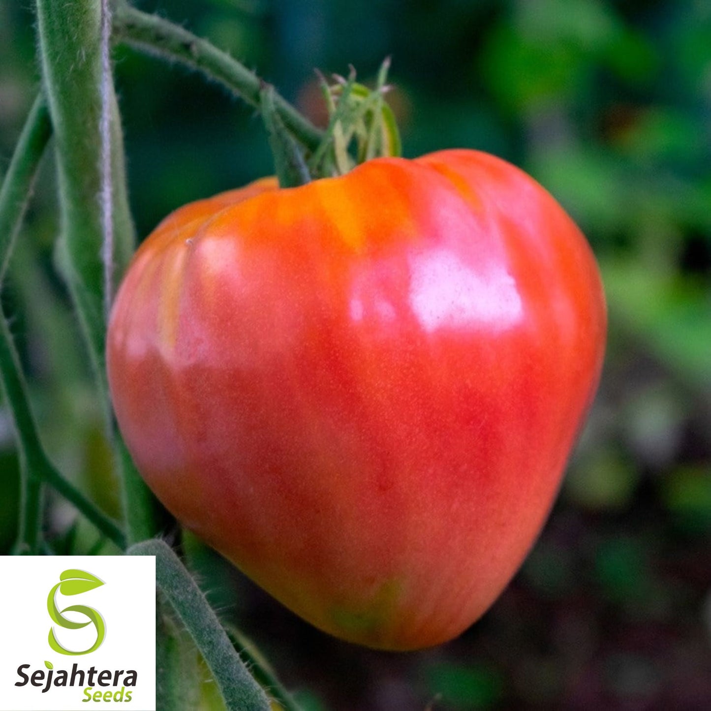 50 Orange Oxheart Tomato Seeds - Heirloom, Non-GMO, Sweet & Juicy Variety