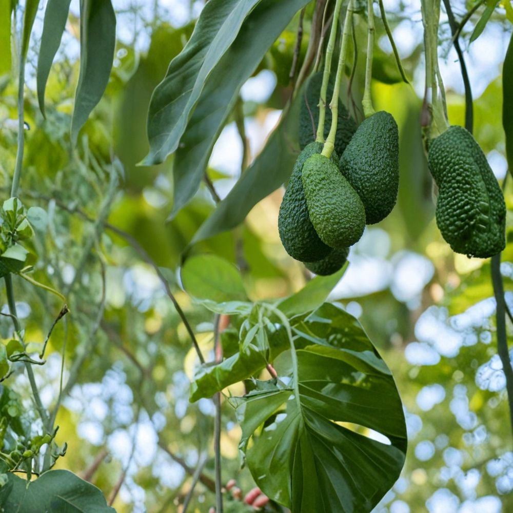 Avocado Tree – Persea americana Live Seedling | 10 Inches Tall | Includes Nursery Pot Tropical Fruit Starter | Patio & Garden Friendly | Easy to Grow