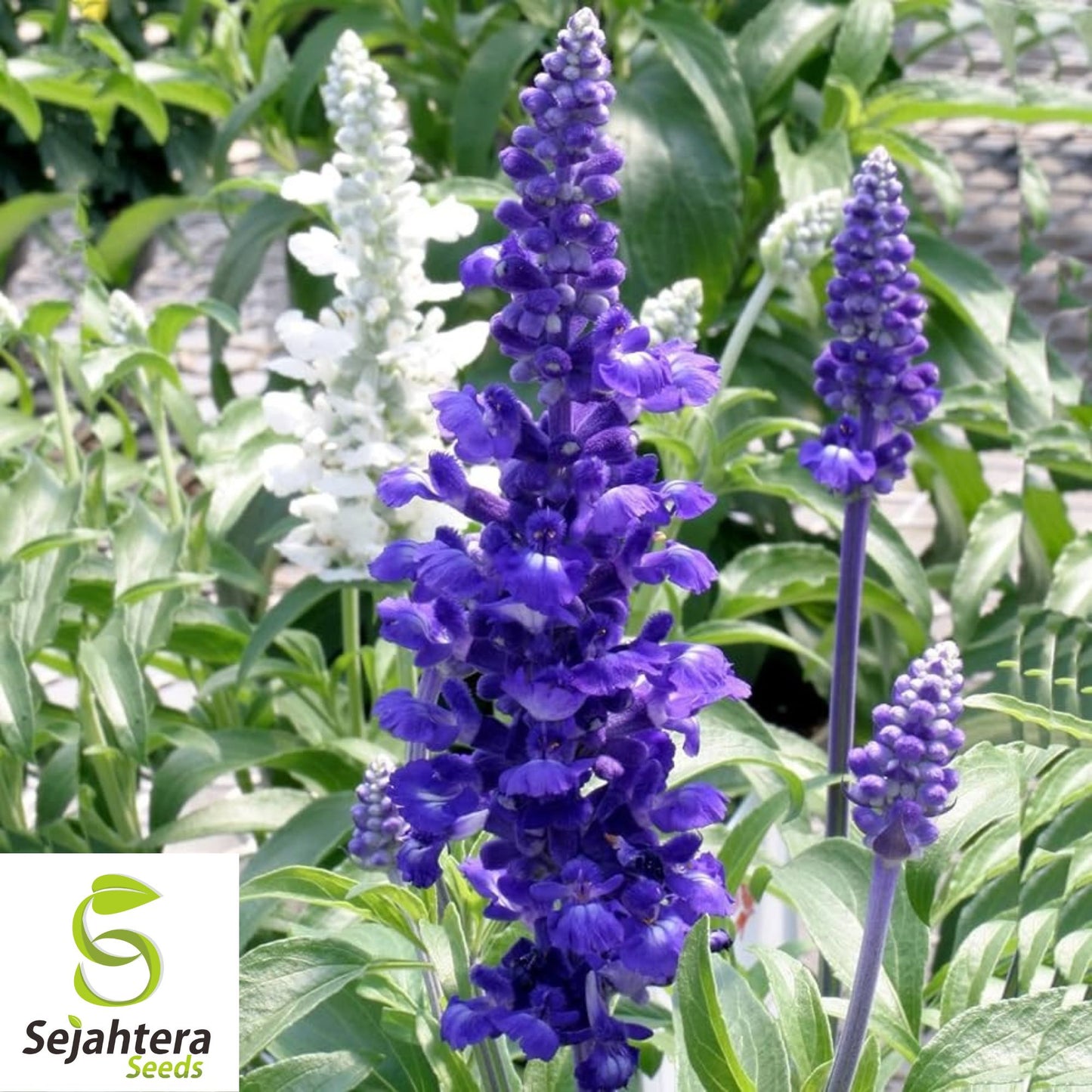100+ Blue Sage Seeds - Salvia Farinacea, Non-GMO Perennial Herb