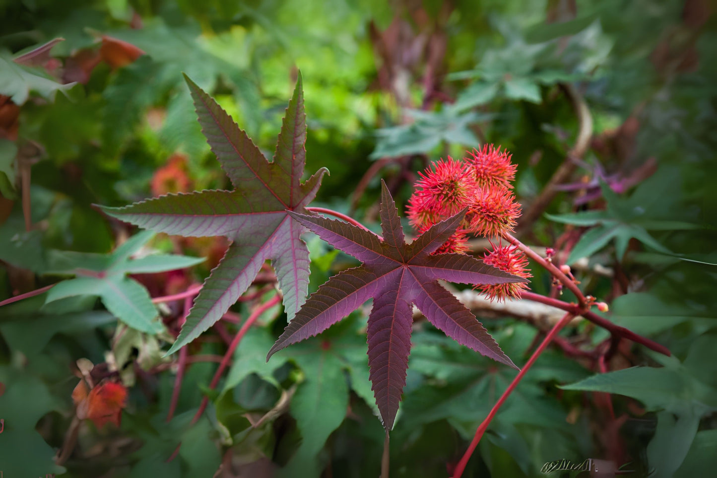 Castor Bean (Ricinus communis)