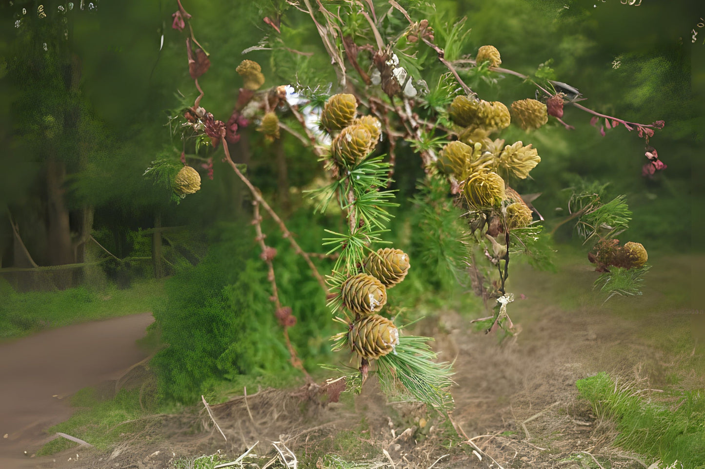 Dahurian Larch (Larix gmelinii)