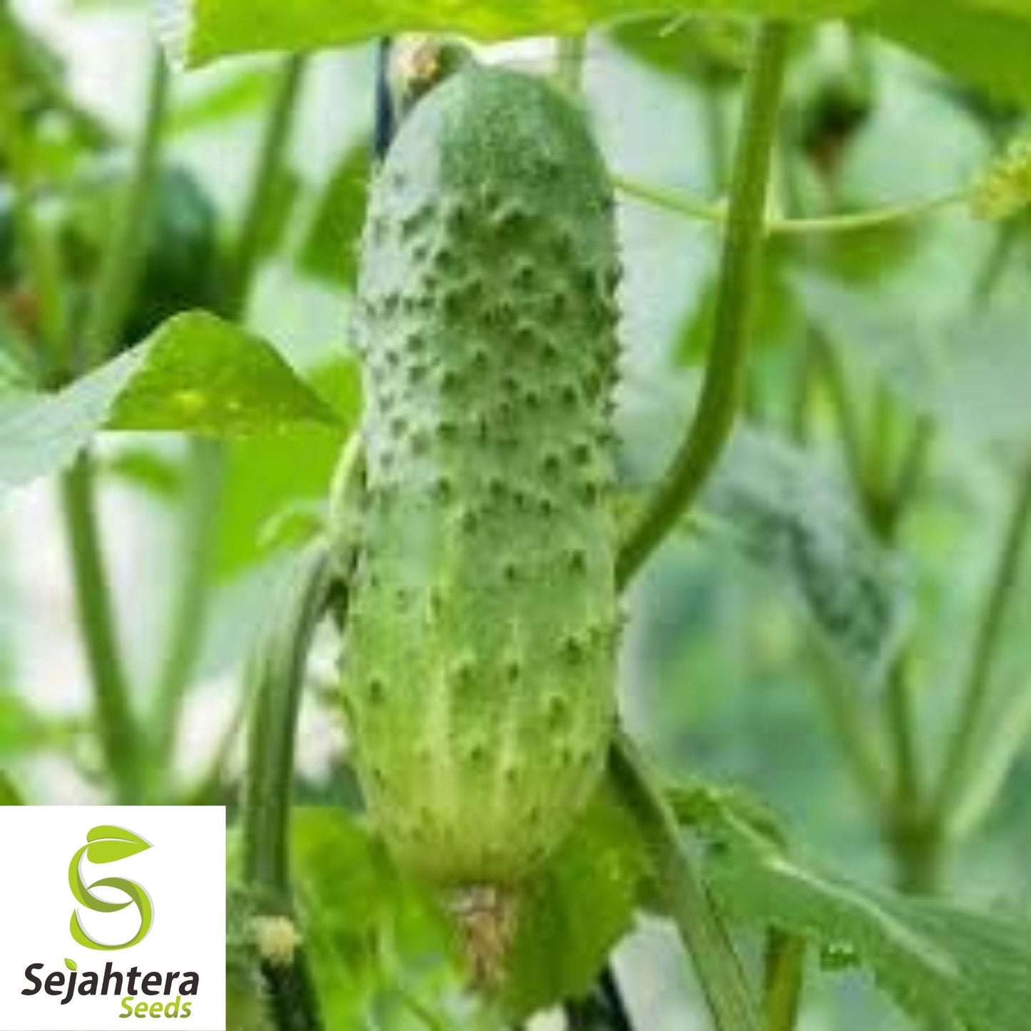 Boston Pickling Cucumber Seeds - 100+ Organic Heirloom - Crisp & Non-GMO