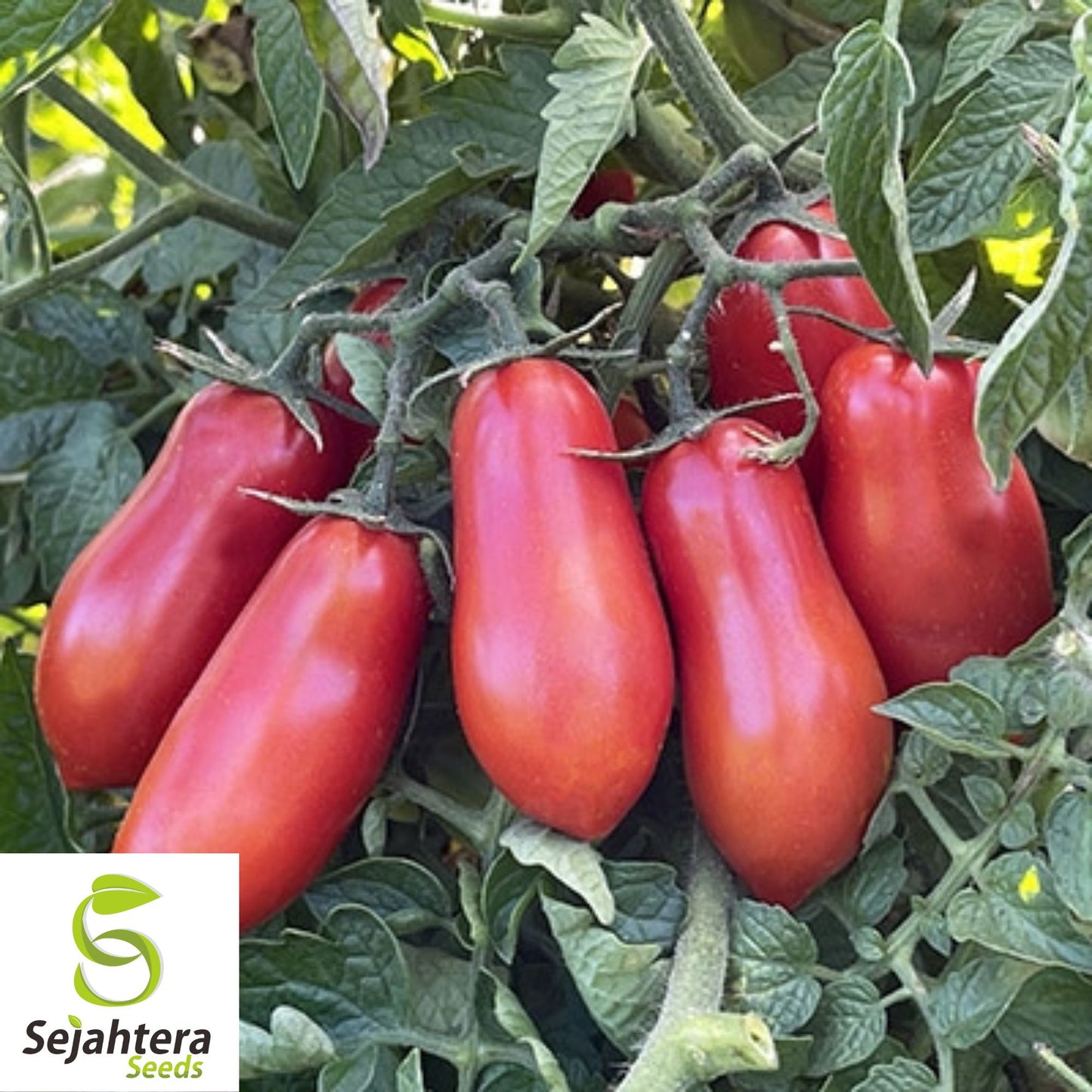 30 Baby Roma Tomato Seeds - Non-GMO, Sweet & Compact Variety