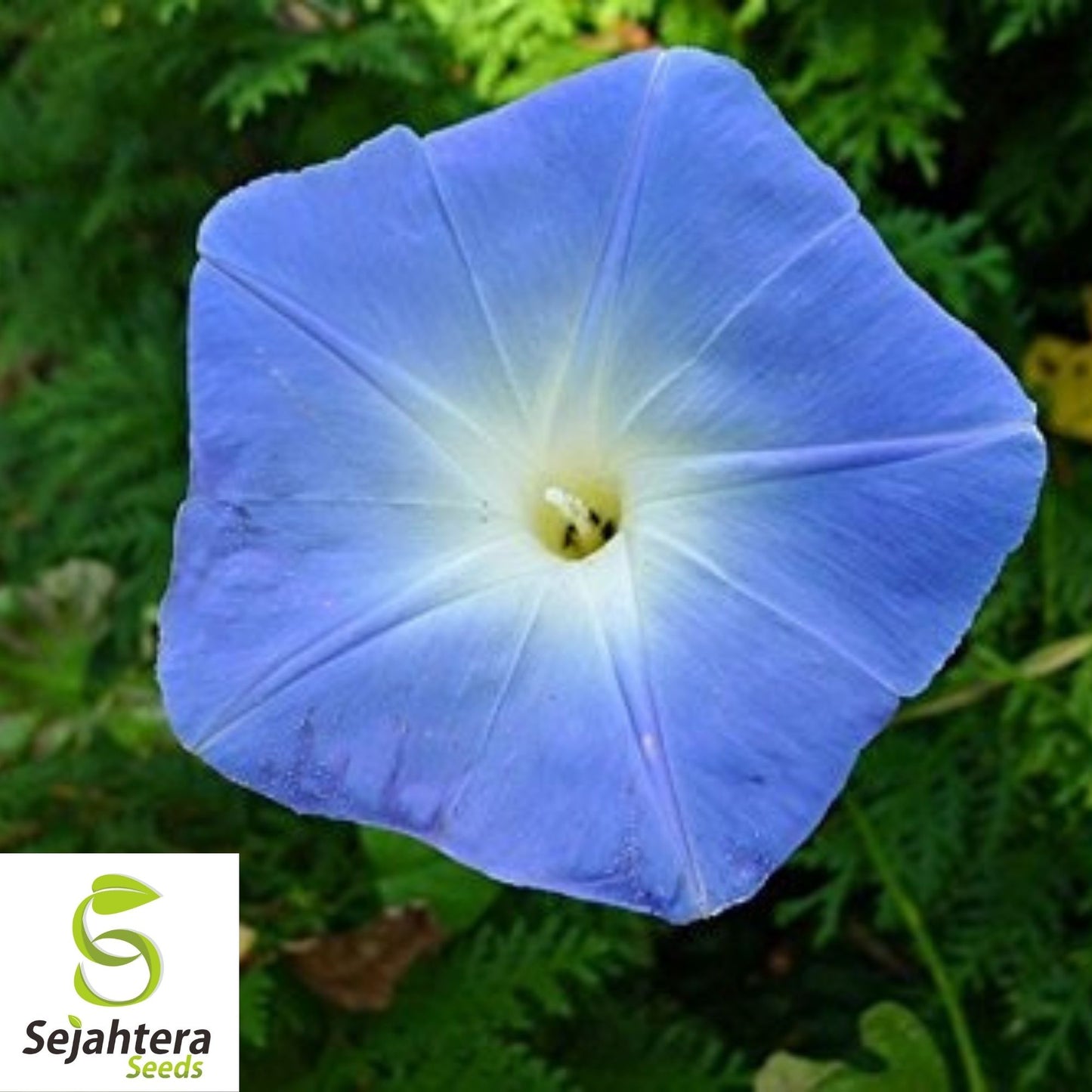 Morning Glory Heavenly Blue Seeds 30+ | Untreated Annual Flower USA
