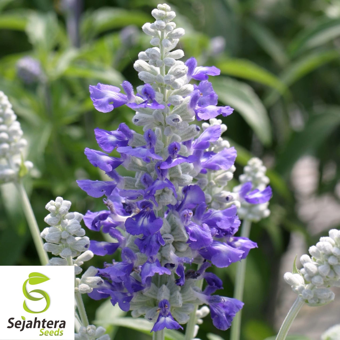 100+ Blue Sage Seeds - Salvia Farinacea, Non-GMO Perennial Herb