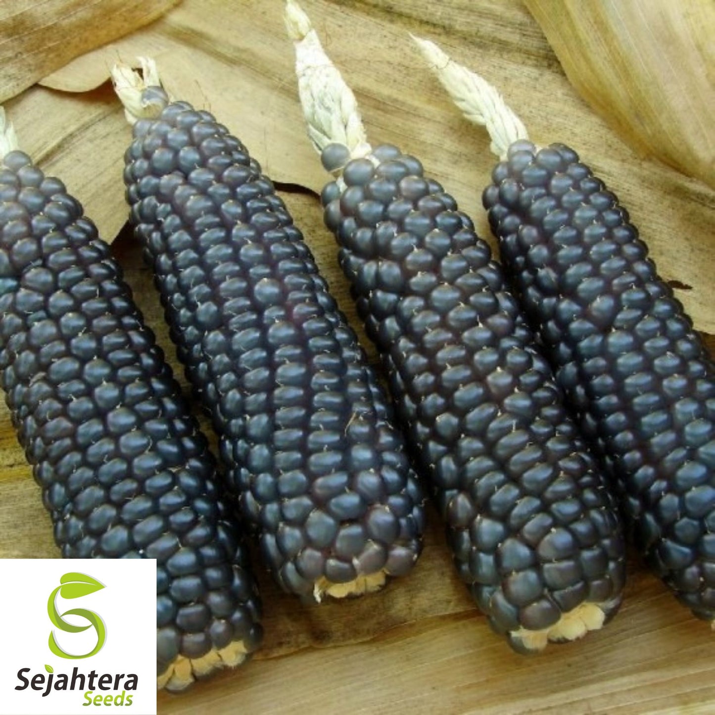 Hopi Blue Corn Seeds - 120+ Heirloom - Organic, Non-GMO & Rare