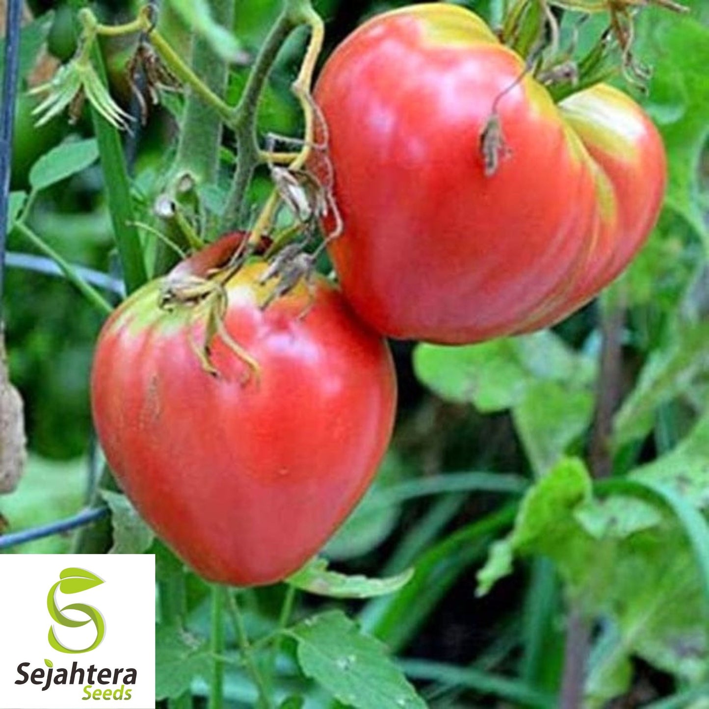 50 Orange Oxheart Tomato Seeds - Heirloom, Non-GMO, Sweet & Juicy Variety