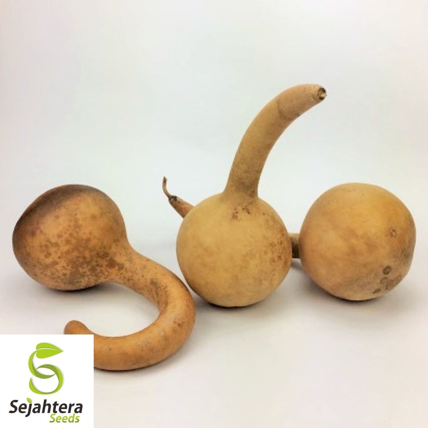 Dipper Gourd Seeds 5 Ct | Long Handle Bottle Heirloom NON-GMO USA