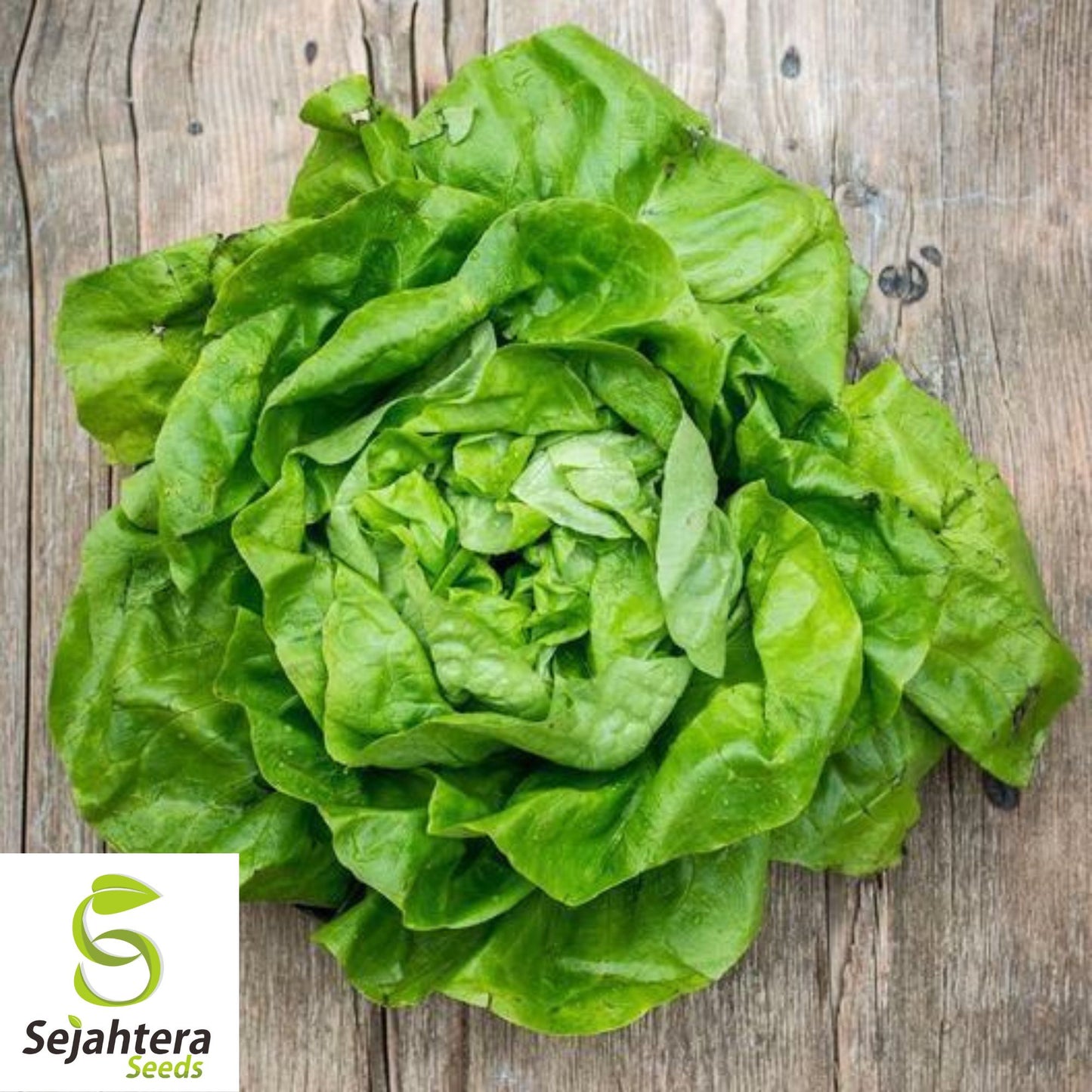 1000 Buttercrunch Lettuce Seeds - Non-GMO, Tender & Crisp Greens