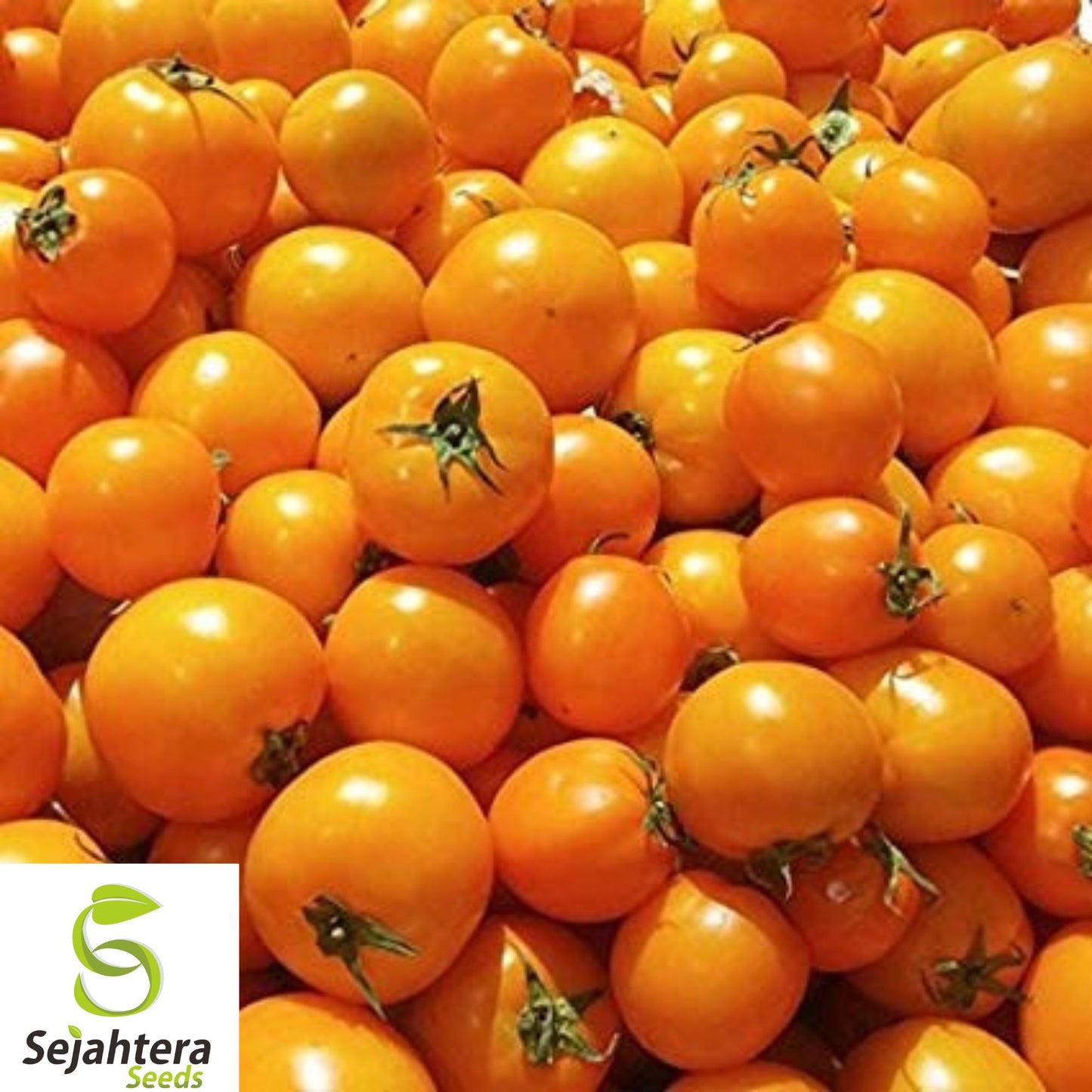 120+ Golden Jubilee Tomato Seeds - Heirloom, Organic, Non-GMO, Sweet & Low Acid