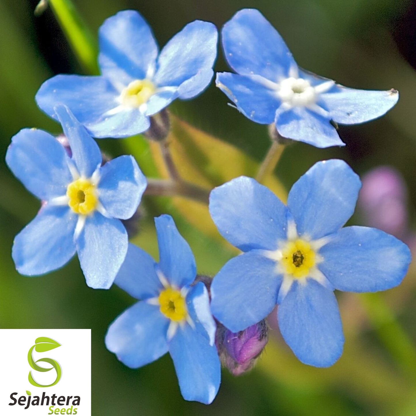 200+ Forget-Me-Not Seeds - Perennial, Early Bloom, Non-GMO, Vibrant & Fresh