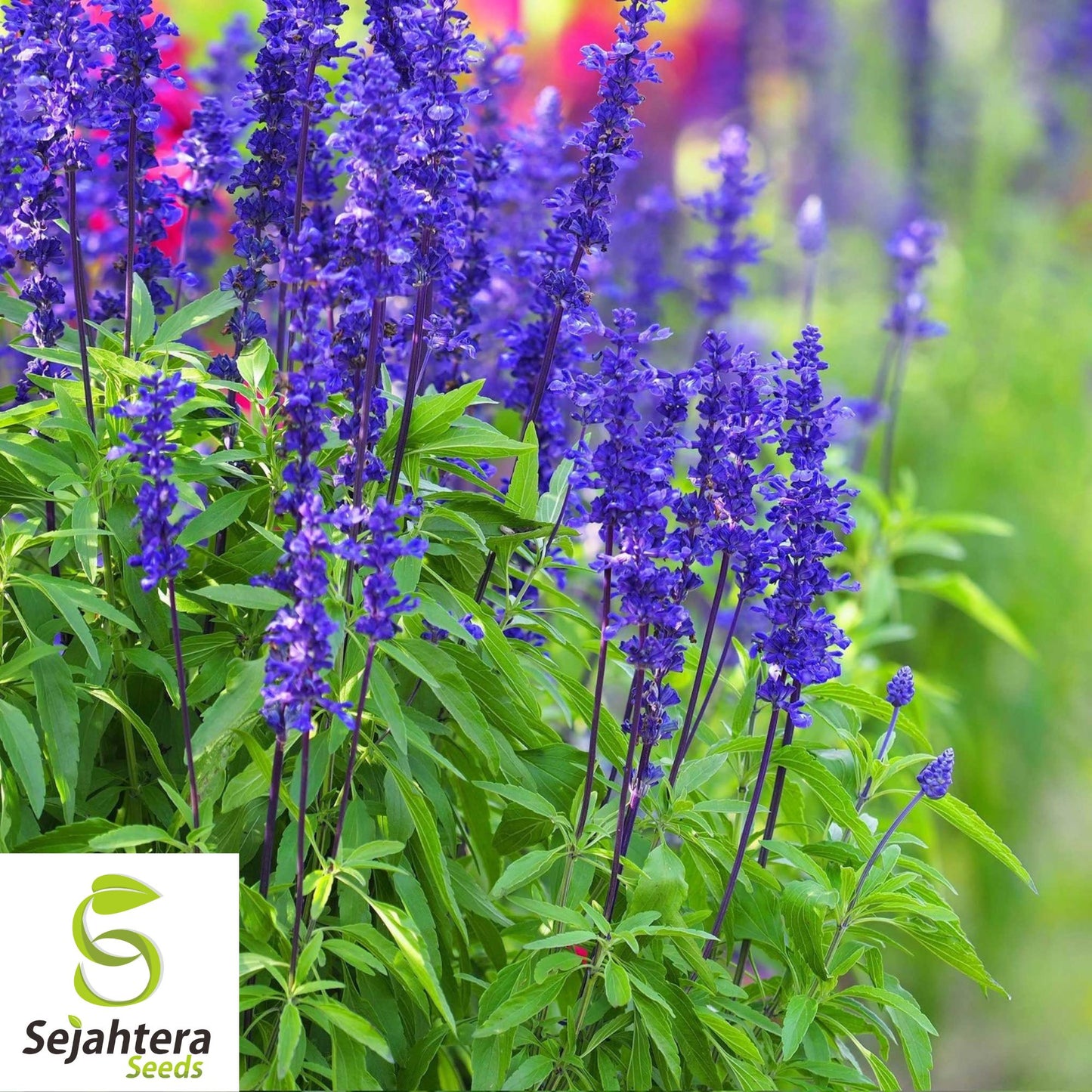 100+ Blue Sage Seeds - Salvia Farinacea, Non-GMO Perennial Herb