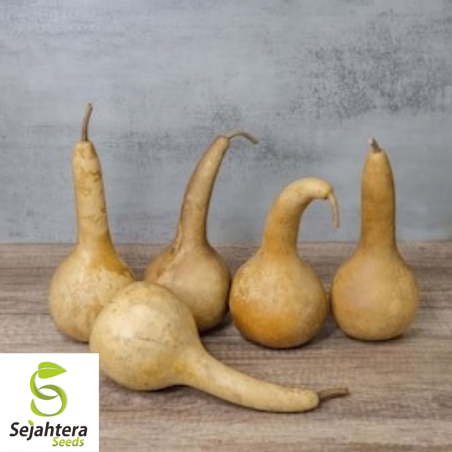 Dipper Gourd Seeds 5 Ct | Long Handle Bottle Heirloom NON-GMO USA