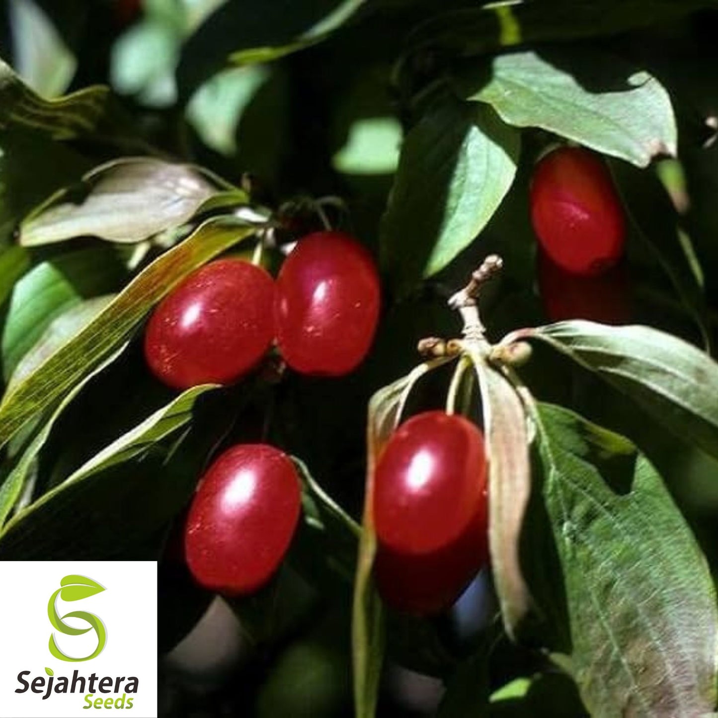 Organic Cornelian Cherry Seeds {Heirloom NON-GMO} 40 Seeds