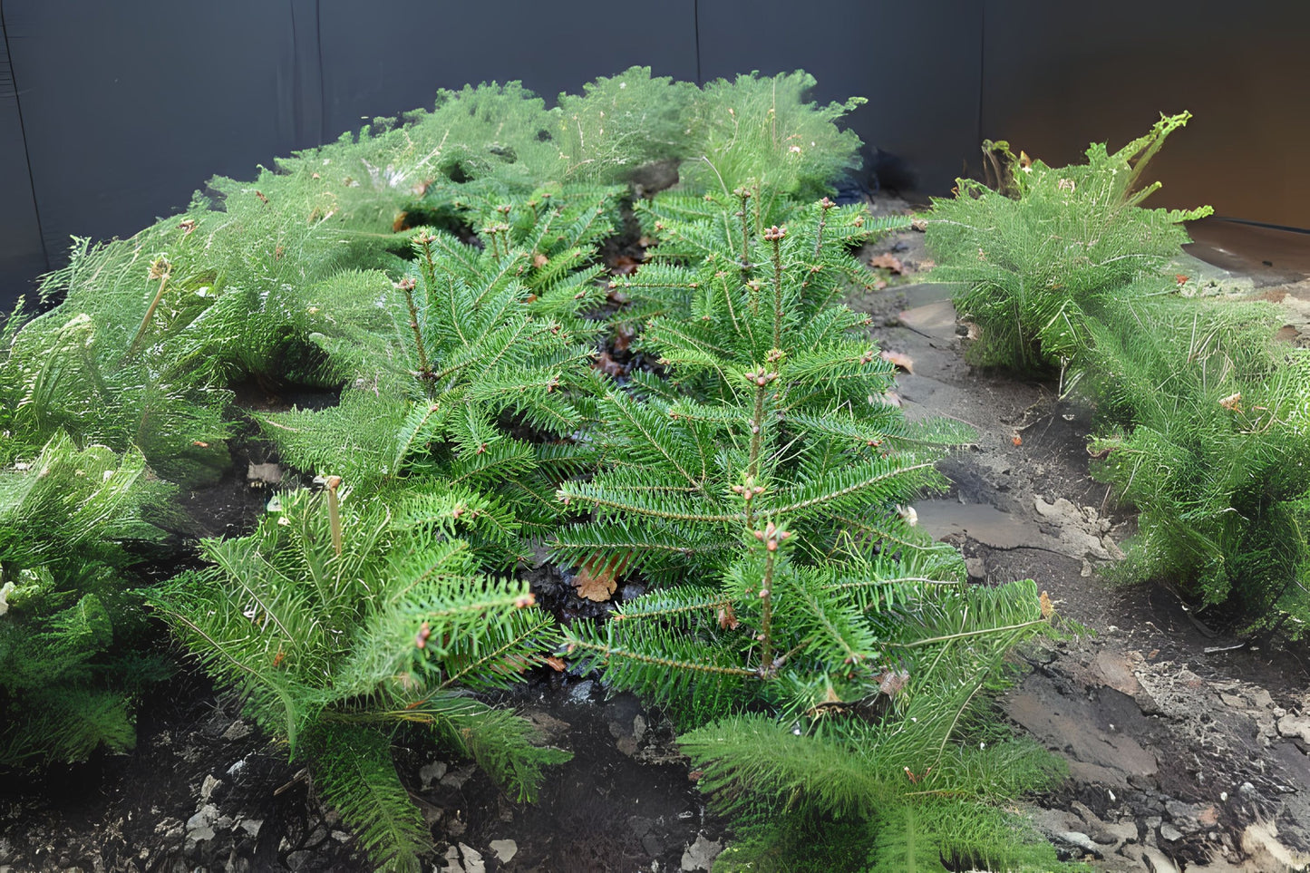Bornmullers Fir Fir (Abies bornmuelleriana)