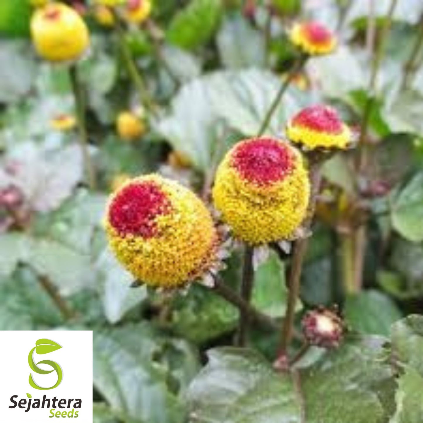 Toothache Plant Seeds {Spilanthes acmella oleracea} Organic 20+ Seeds | Free Shipping