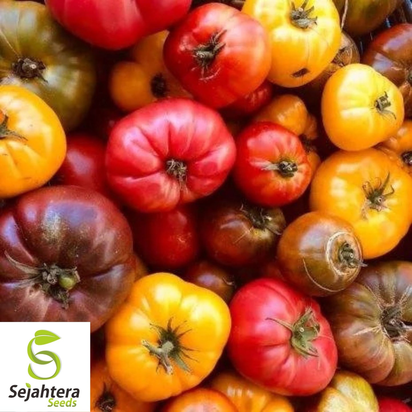 6 Pack Heirloom Tomato Seed Collection - Non-GMO, Diverse & Flavorful Varieties