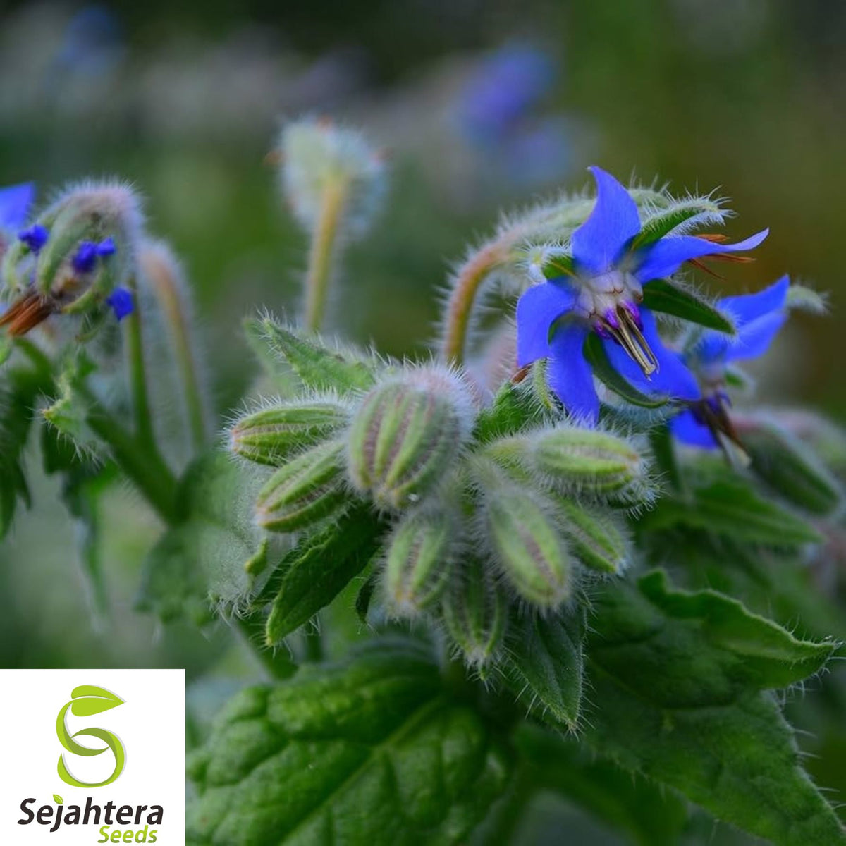 100+ Borage Herb Seeds - Heirloom, Non-GMO, Pest Repellent & Pollinator-Friendly