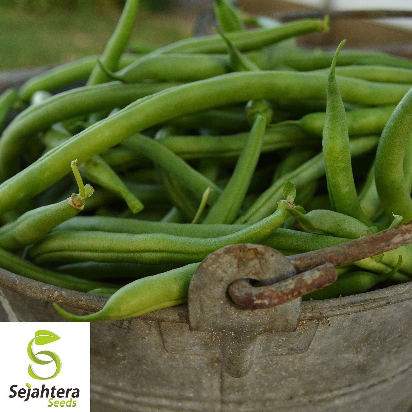 Jade Bean Seeds 50 Ct | Green Bush Pod Vegetable Garden Heirloom USA