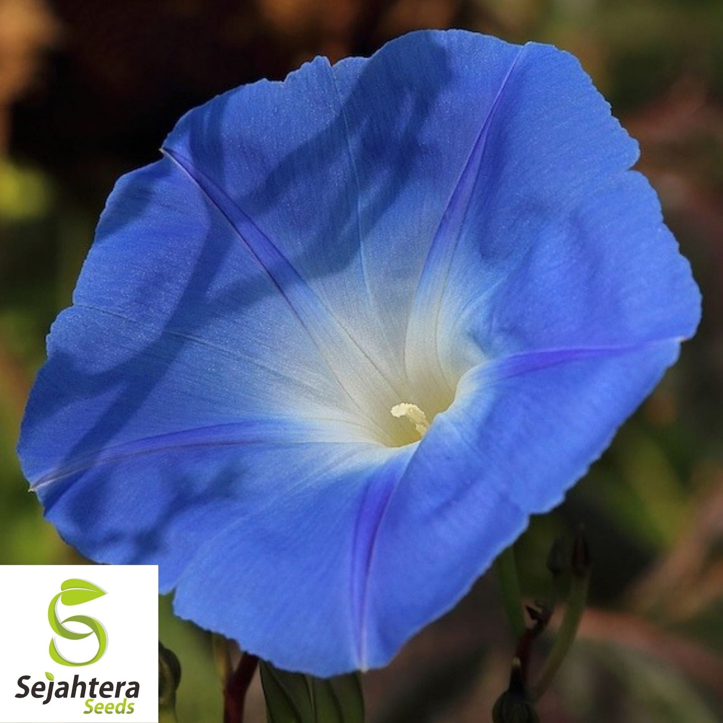 Morning Glory Heavenly Blue Seeds 30+ | Untreated Annual Flower USA