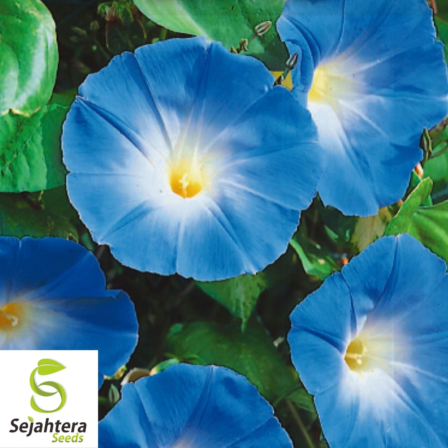 Morning Glory Heavenly Blue Seeds 30+ | Untreated Annual Flower USA