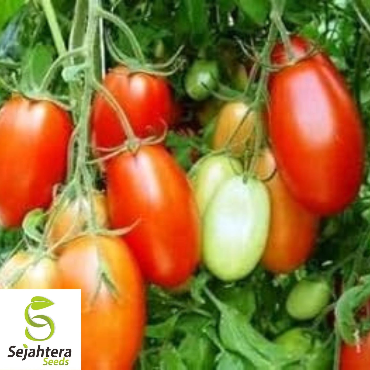 100 Rio Grande Tomato Seeds - Heirloom, Non-GMO, Versatile Garden Variety
