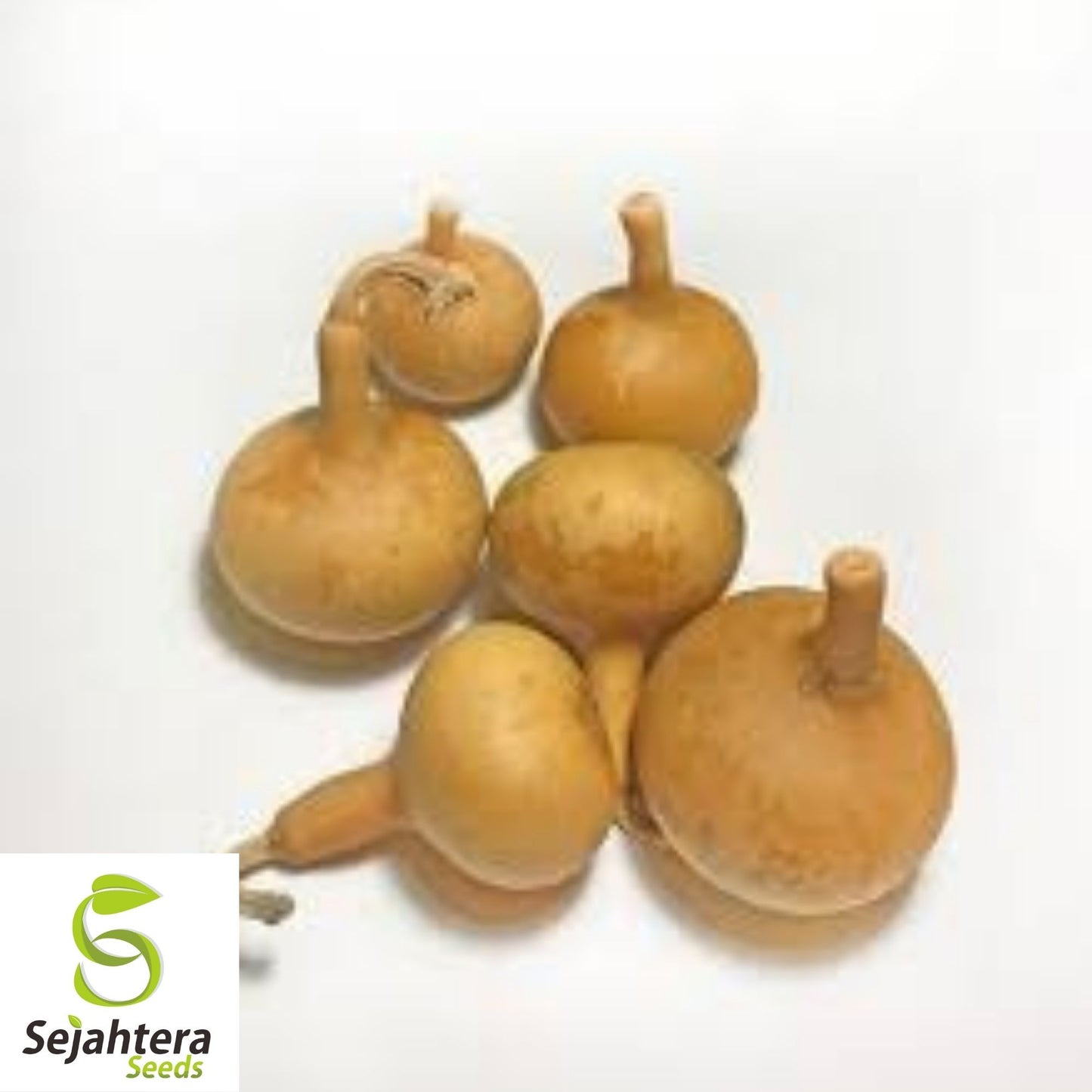 Dipper Gourd Seeds 5 Ct | Long Handle Bottle Heirloom NON-GMO USA