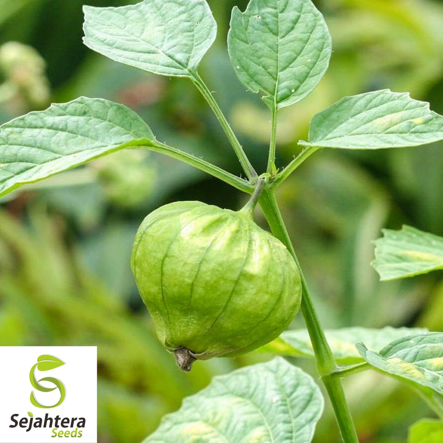 Grande Rio Verde Tomatillo Seeds 50 Ct | Heirloom Vegetable NON-GMO USA
