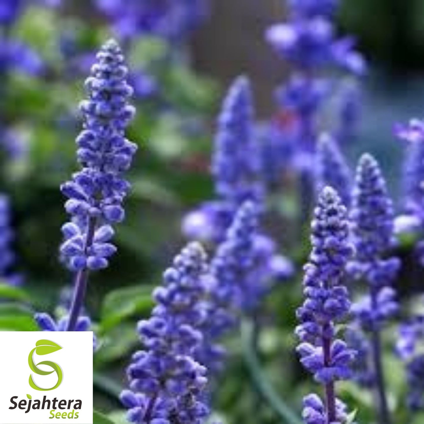 100+ Blue Sage Seeds - Salvia Farinacea, Non-GMO Perennial Herb