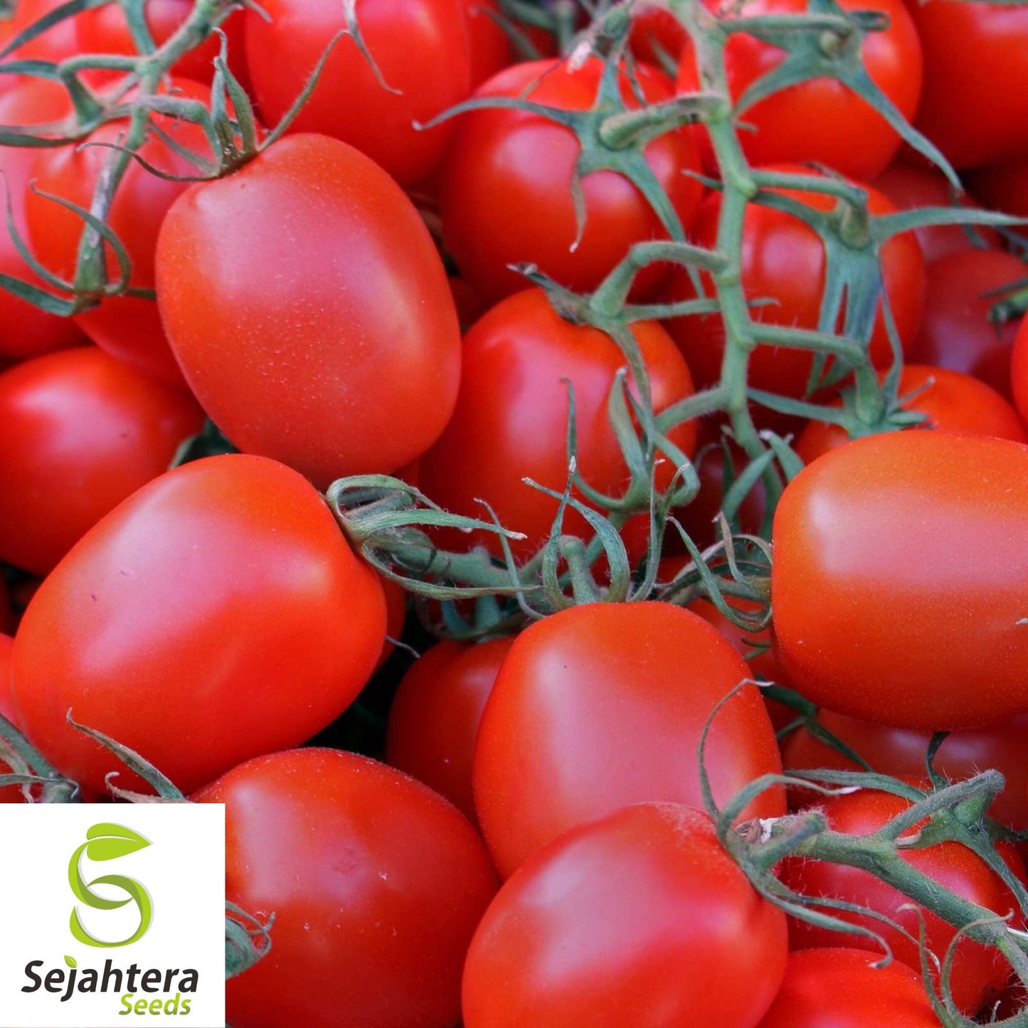 100 Rio Grande Tomato Seeds - Heirloom, Non-GMO, Versatile Garden Variety